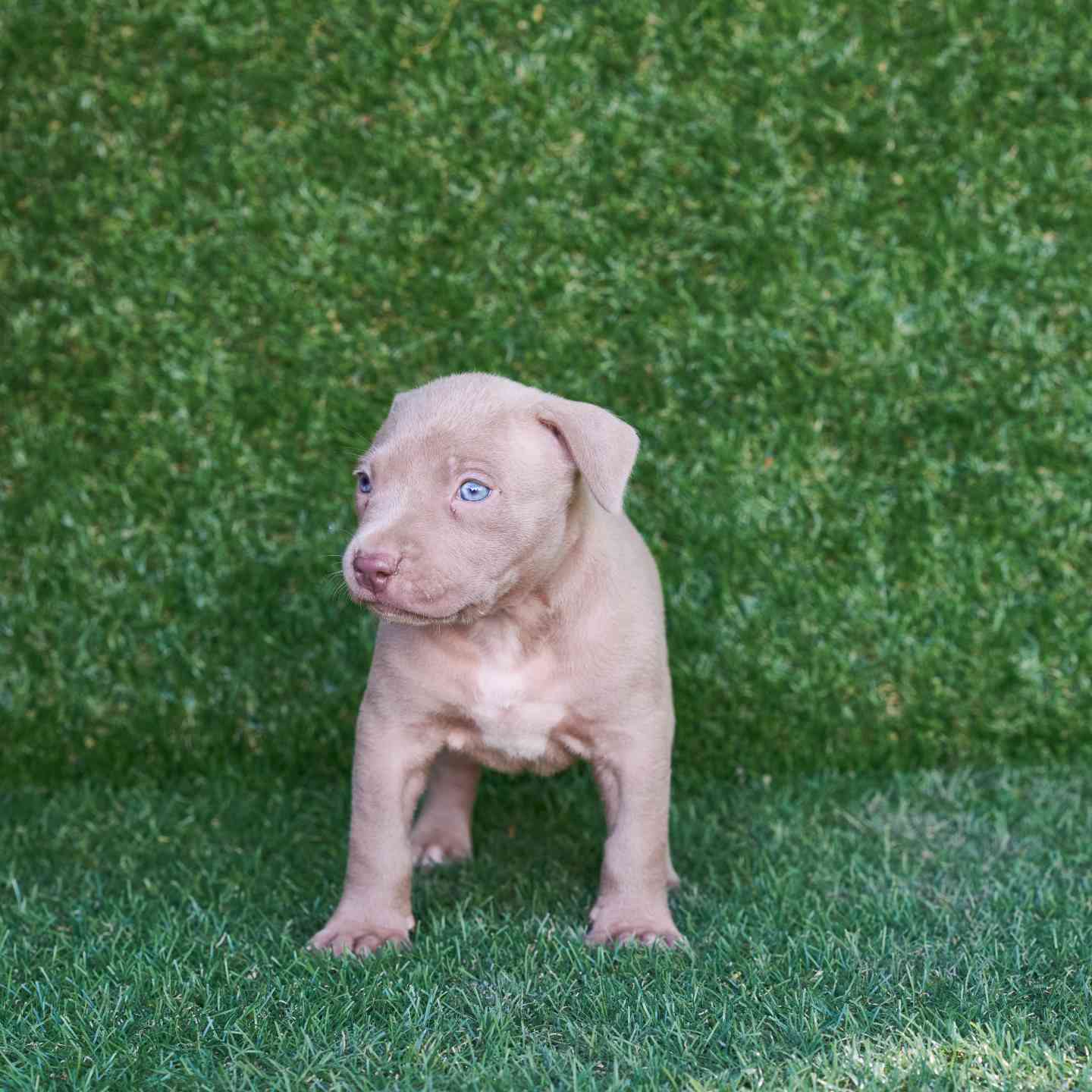 pitbull forest house