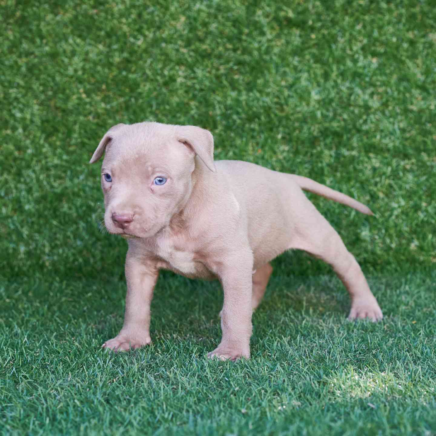 pitbull forest house