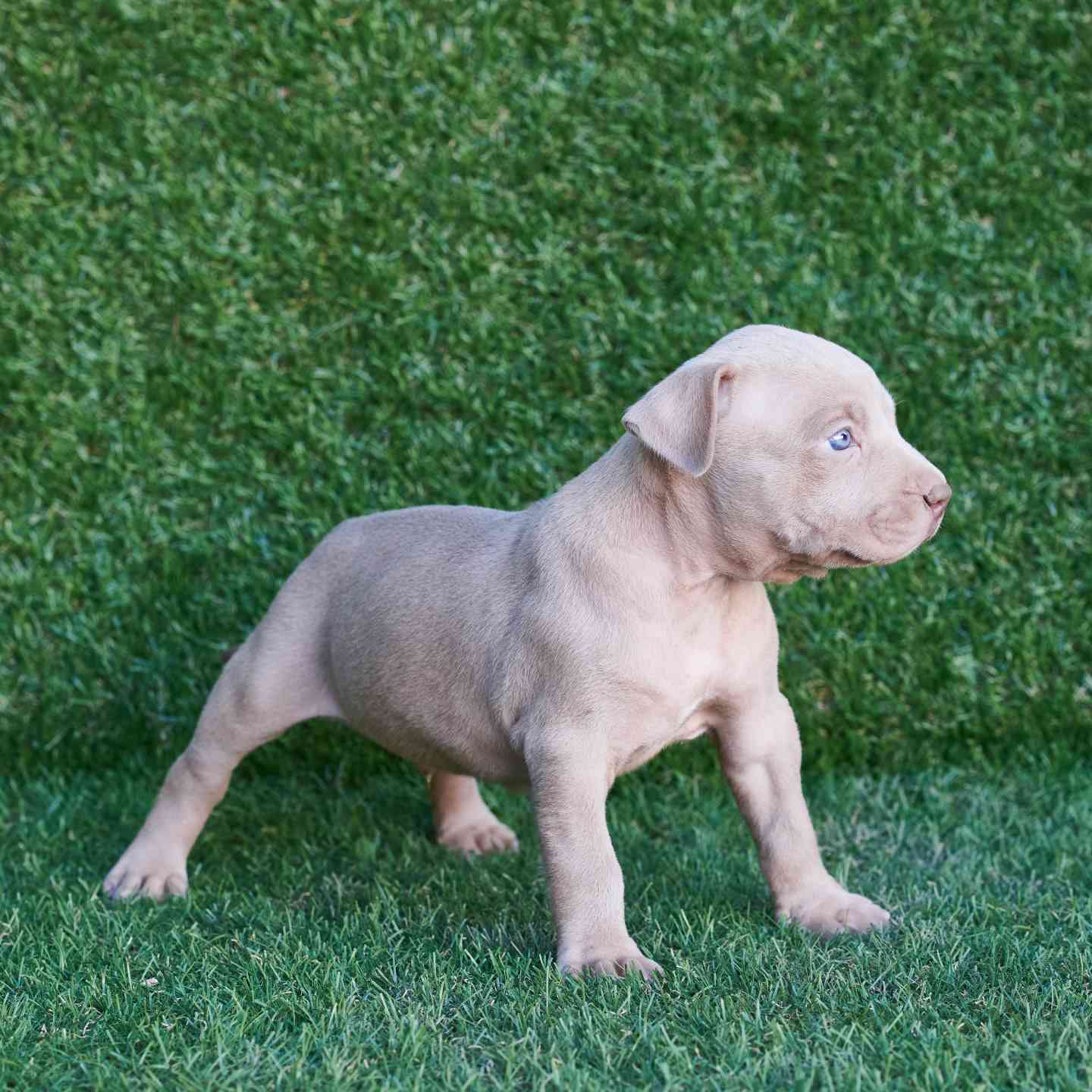 pitbull forest house