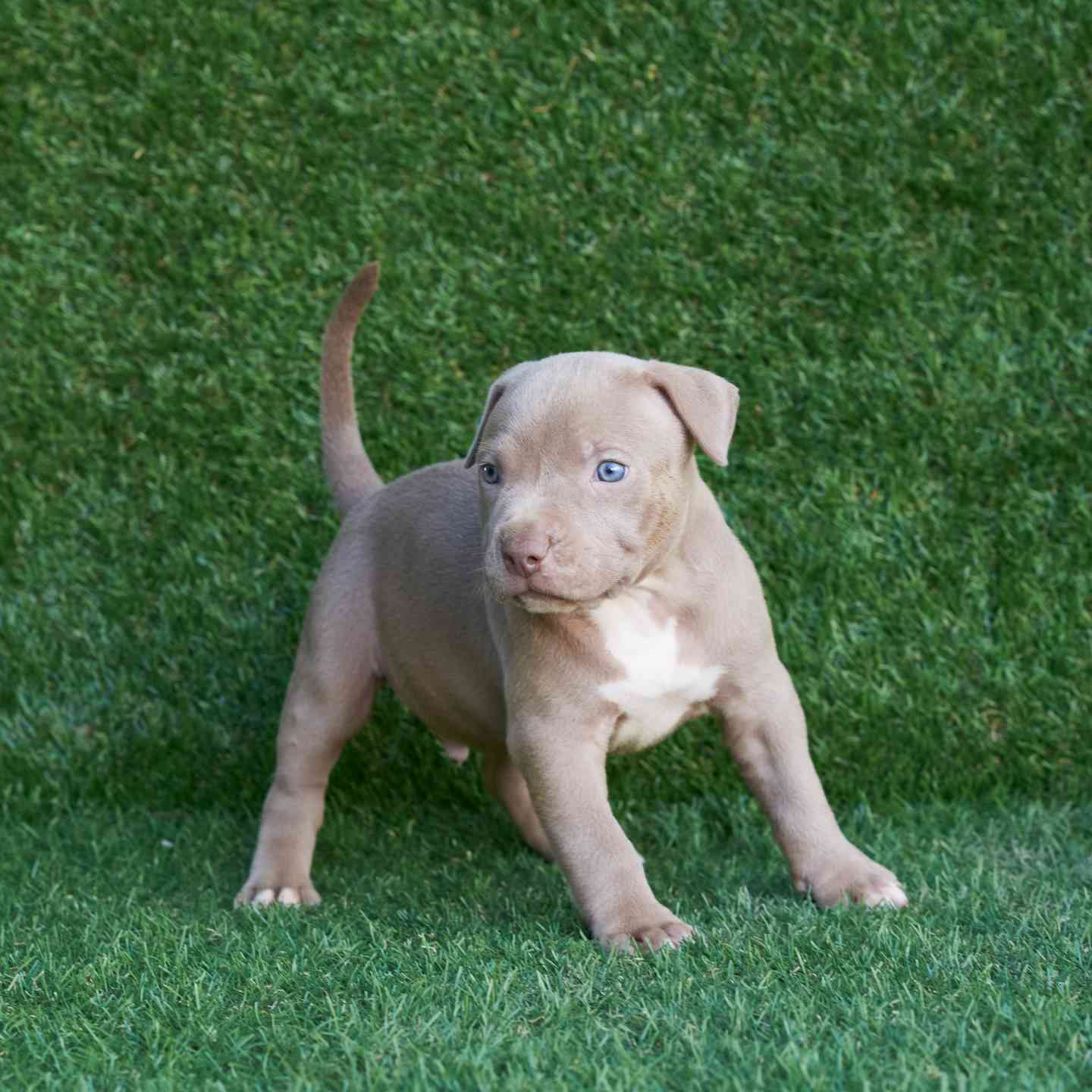 pitbull forest house