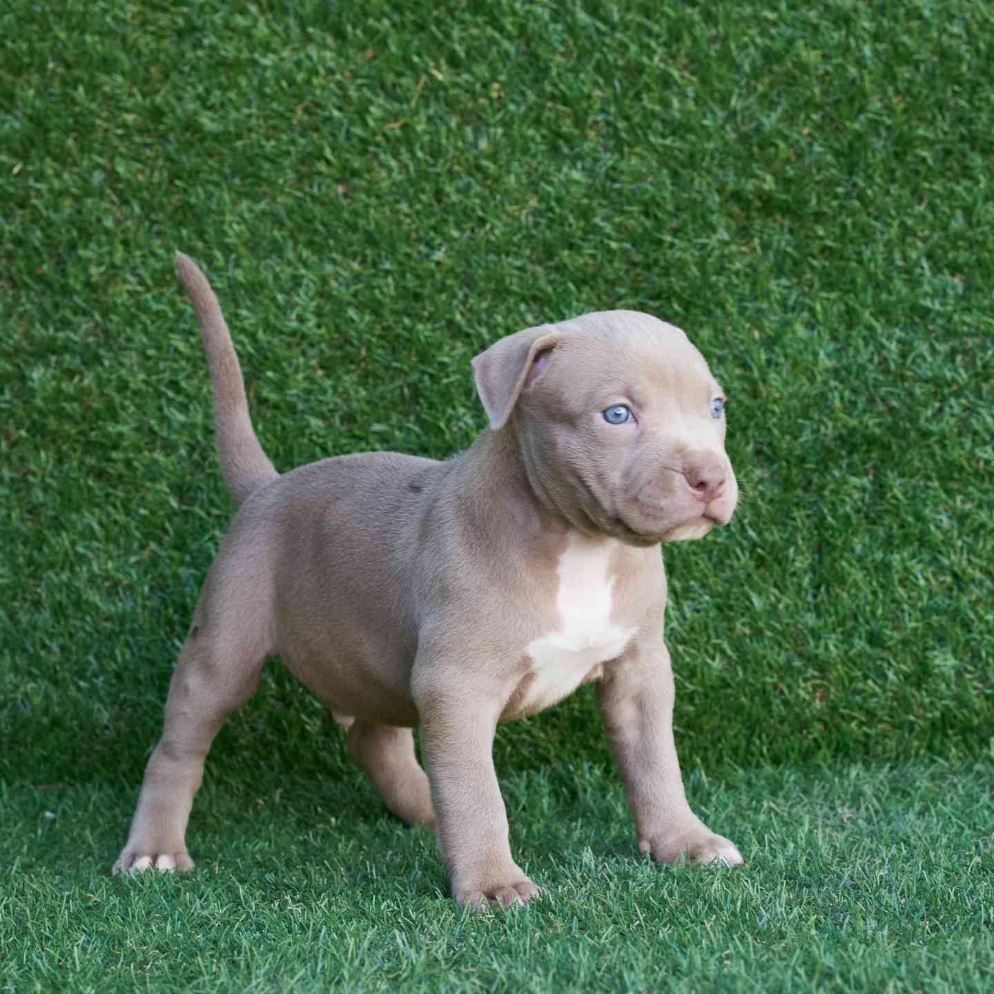 pitbull forest house
