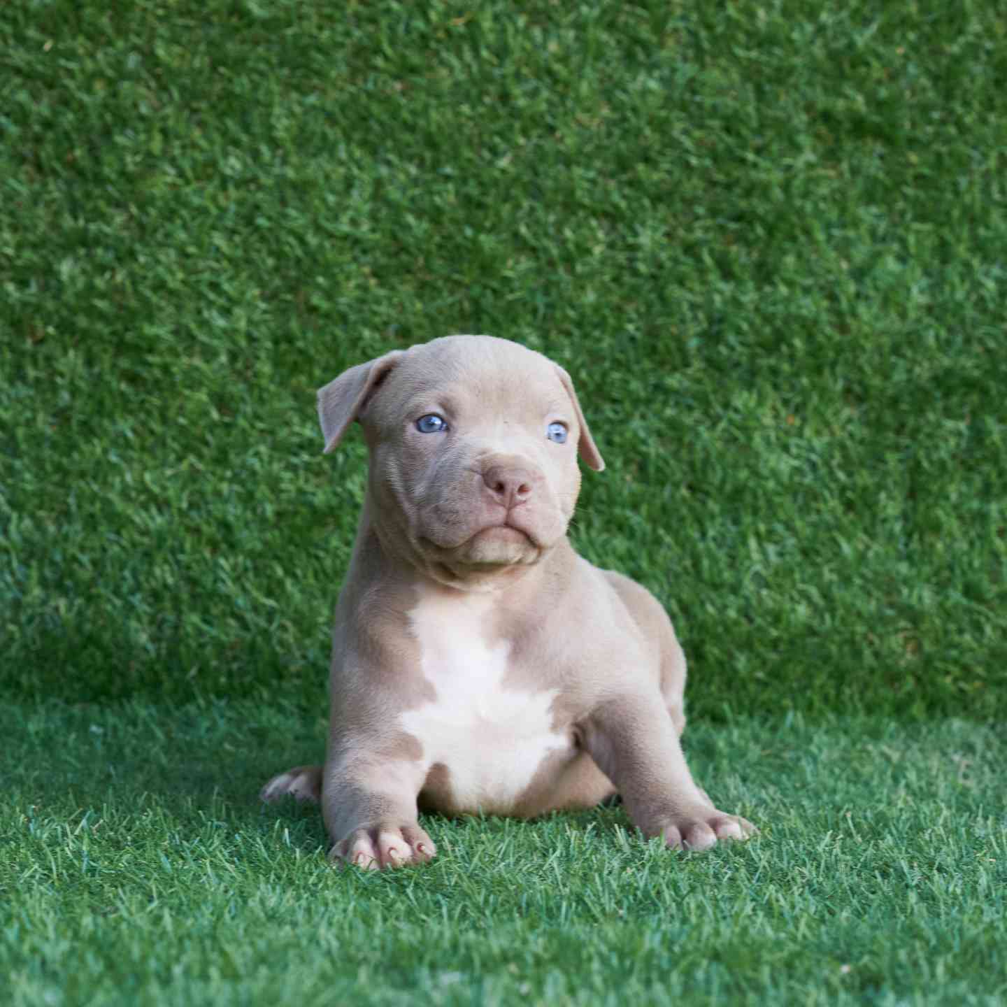 pitbull forest house