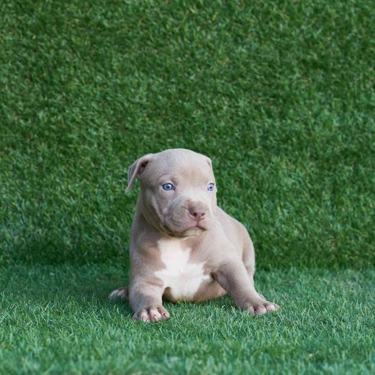 pitbull forest house