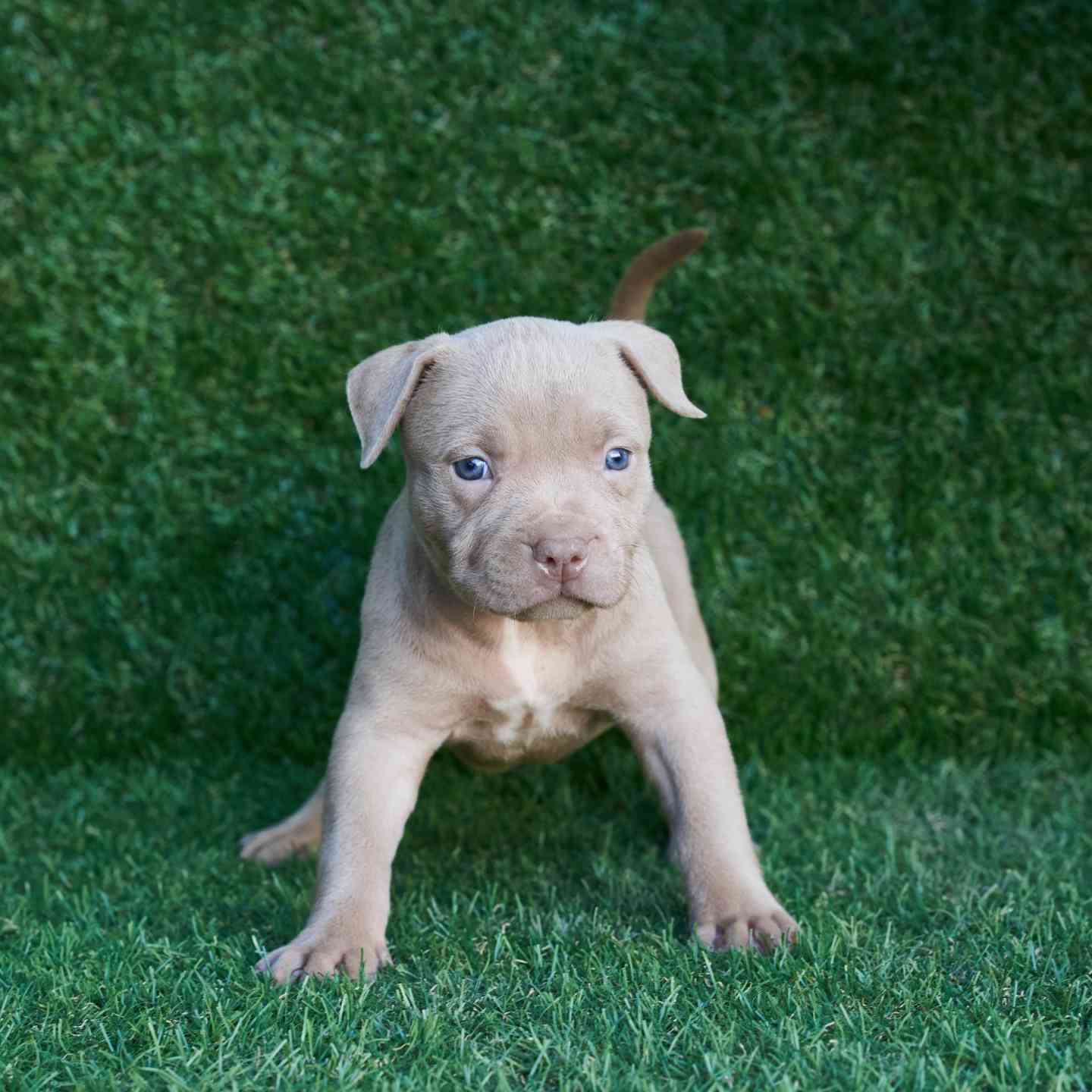 pitbull forest house