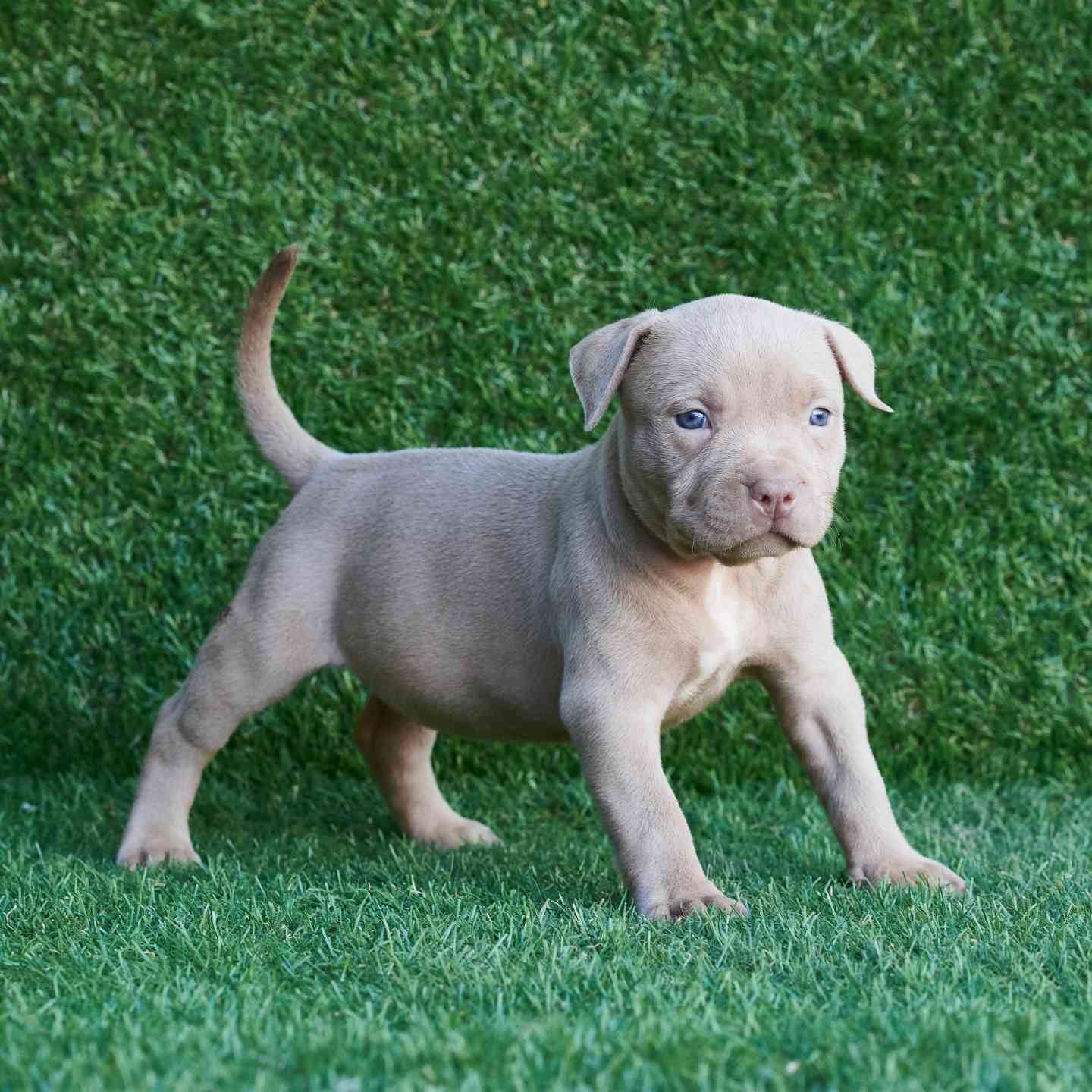 pitbull forest house
