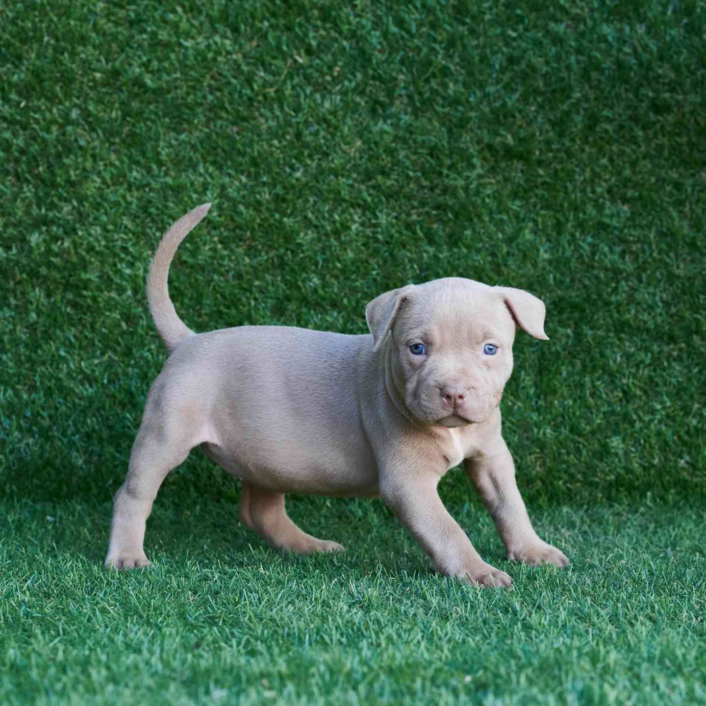 pitbull forest house