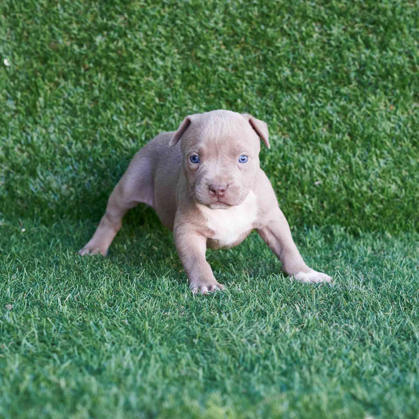 pitbull forest house