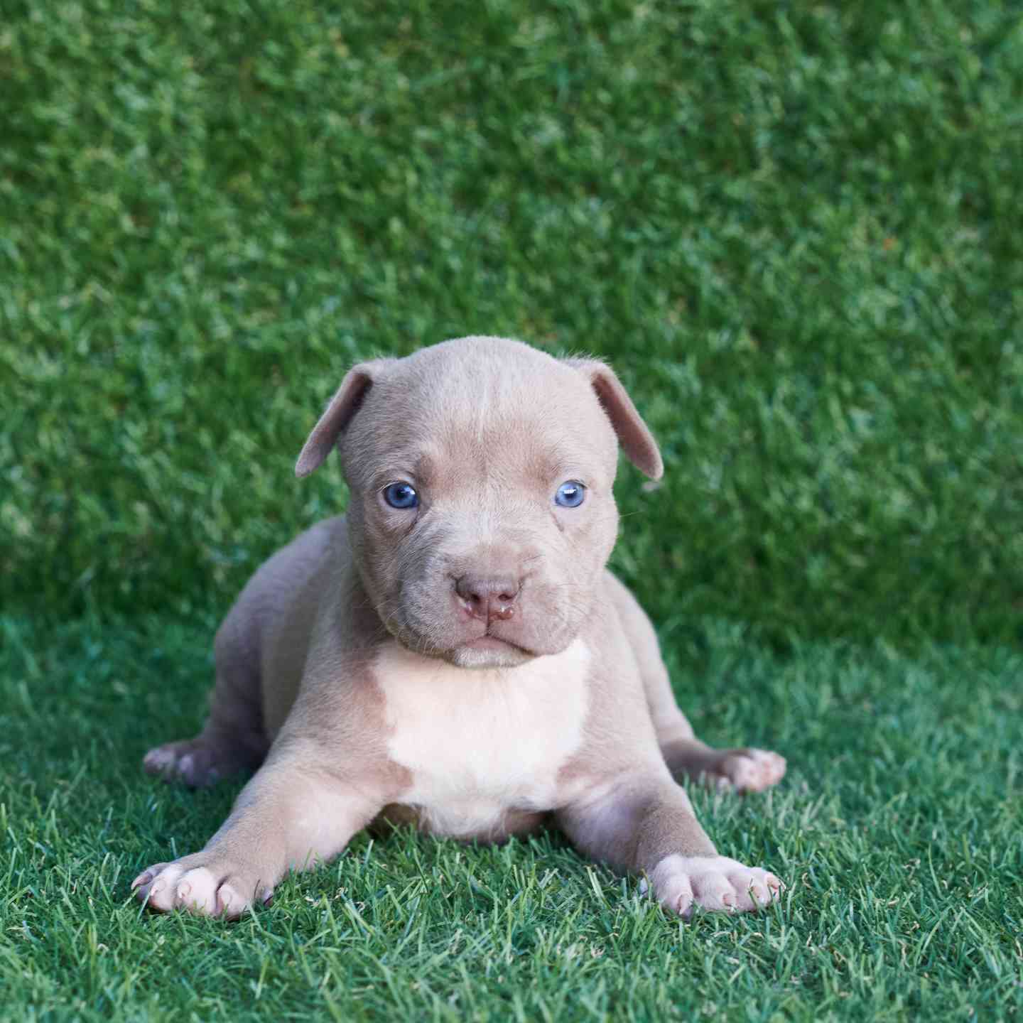 pitbull forest house