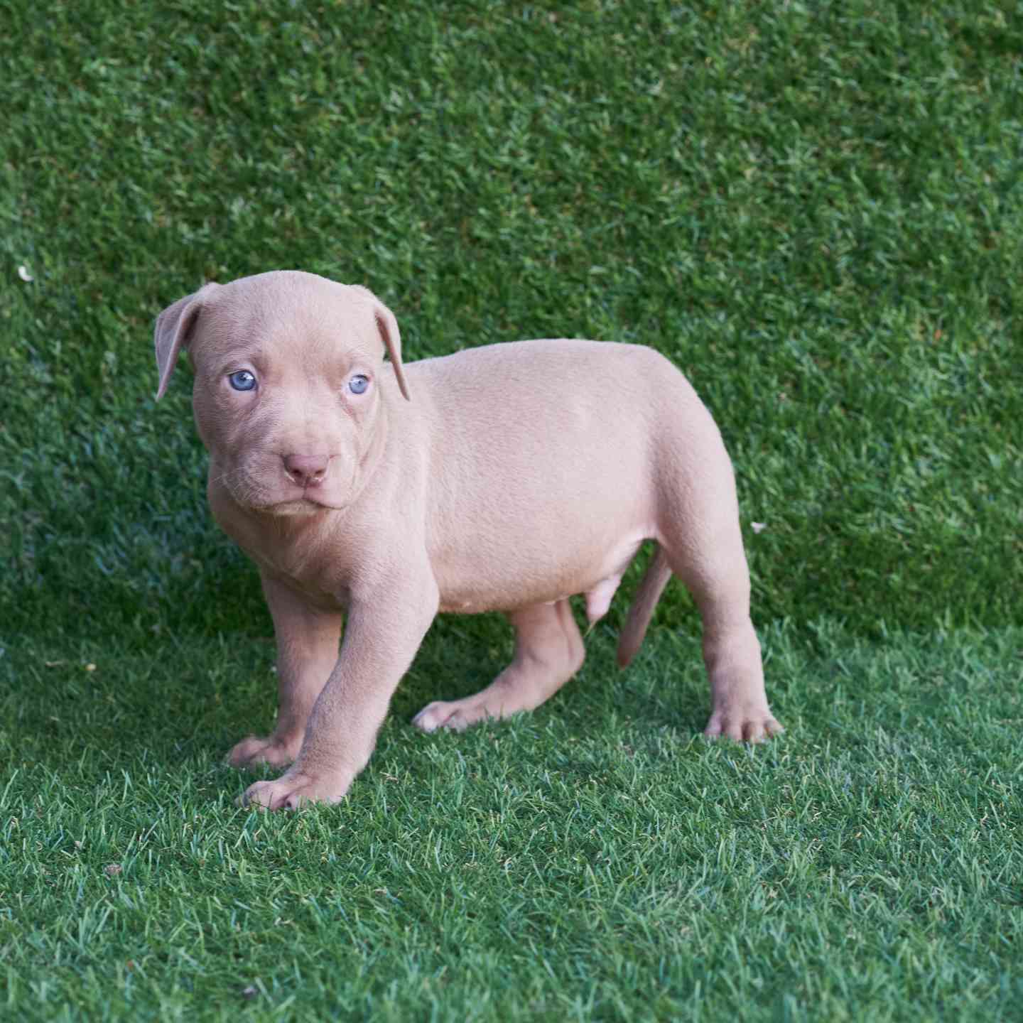 pitbull forest house