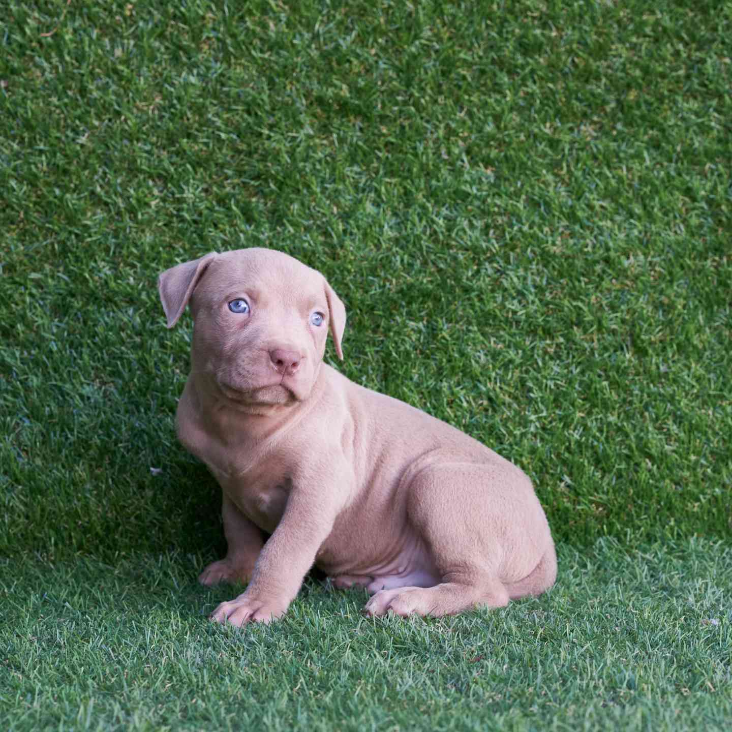 pitbull forest house