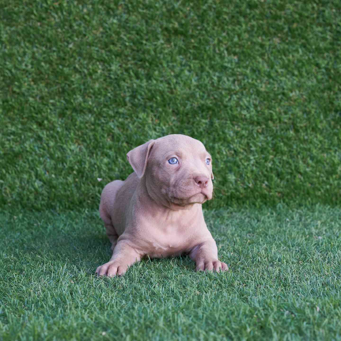 pitbull forest house