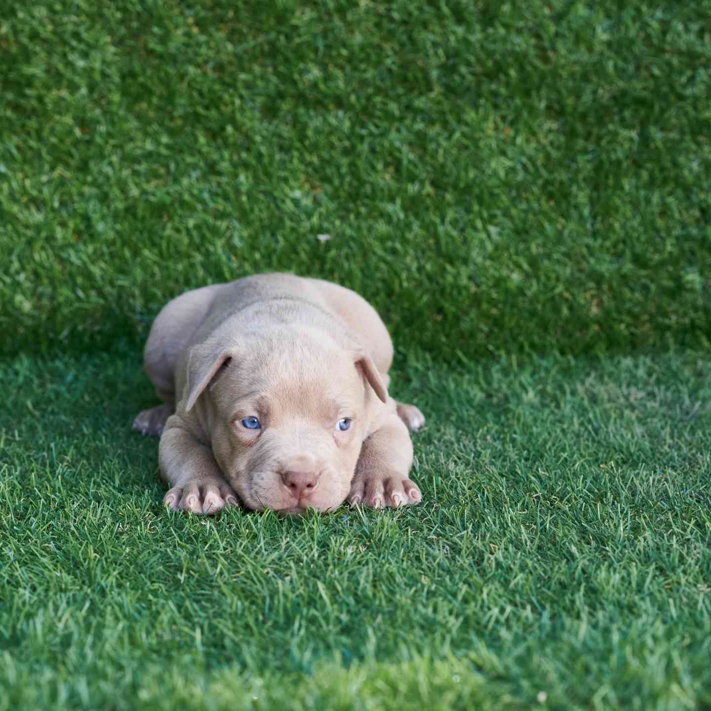 pitbull forest house