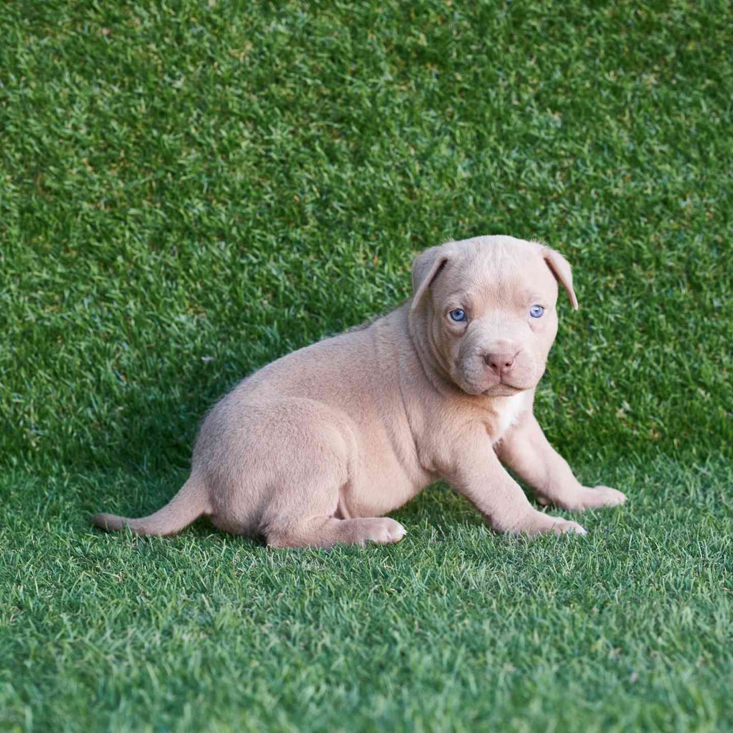 pitbull forest house