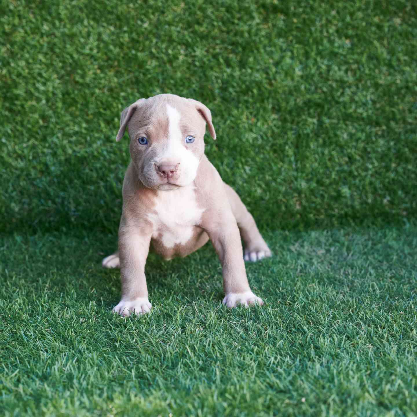 pitbull forest house