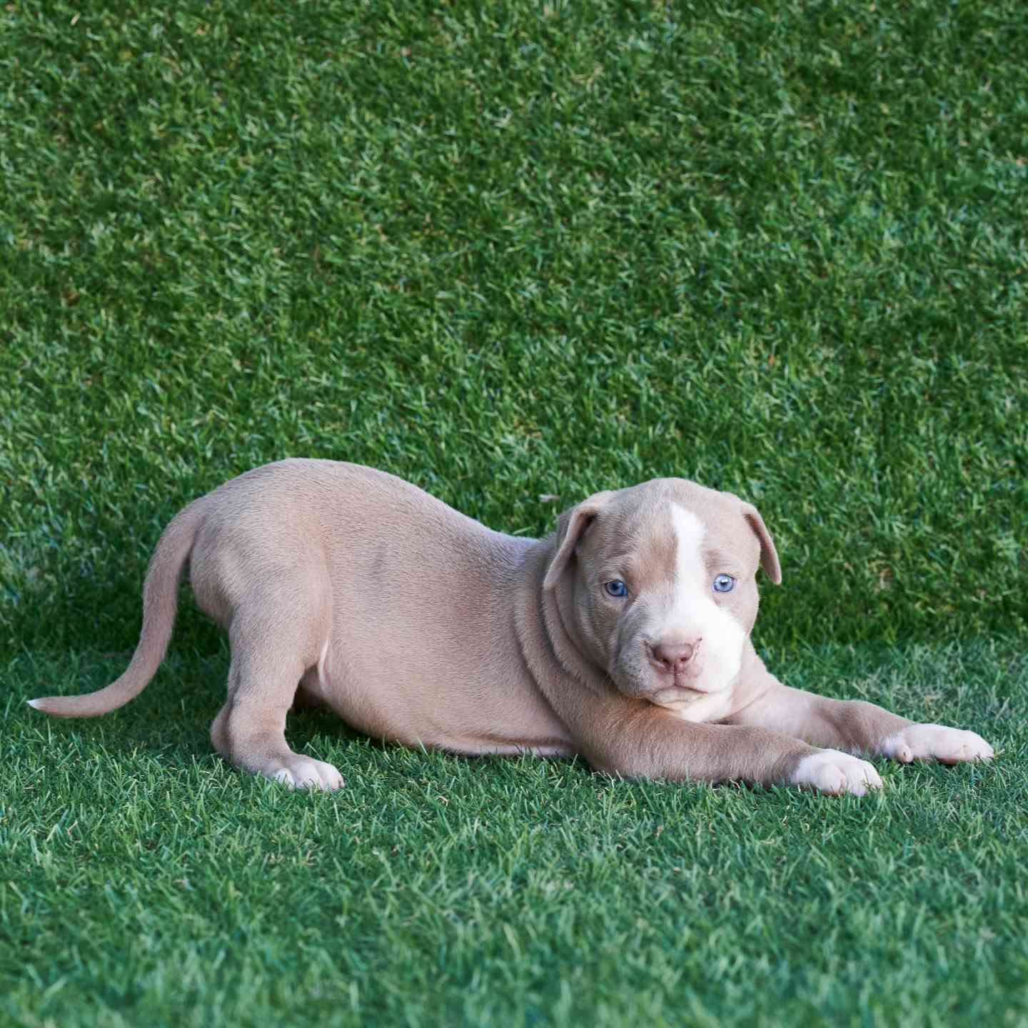 pitbull forest house