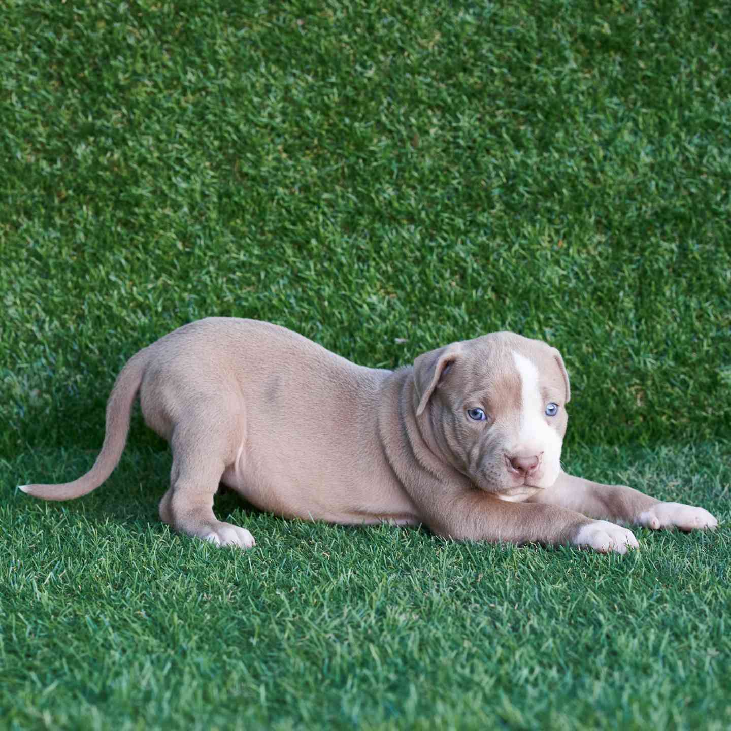 pitbull forest house