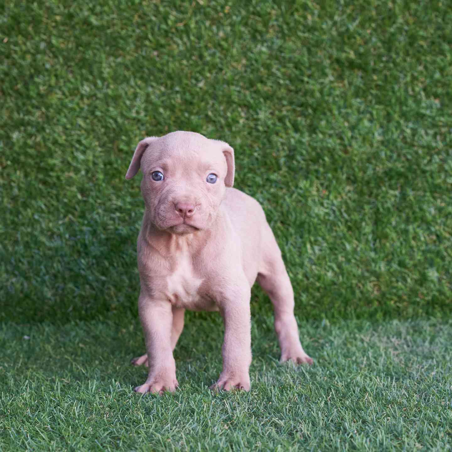 pitbull forest house