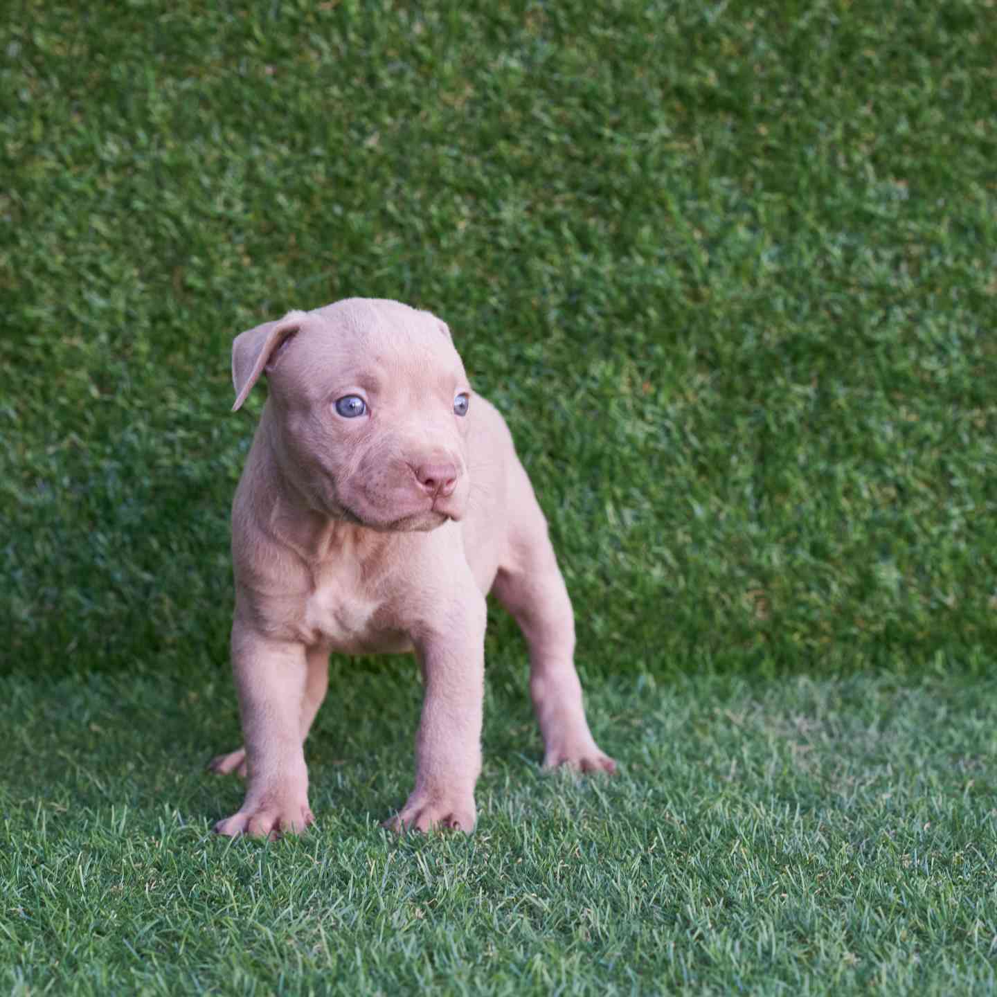 pitbull forest house