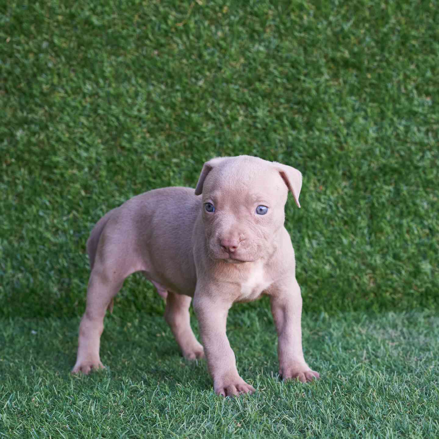 pitbull forest house