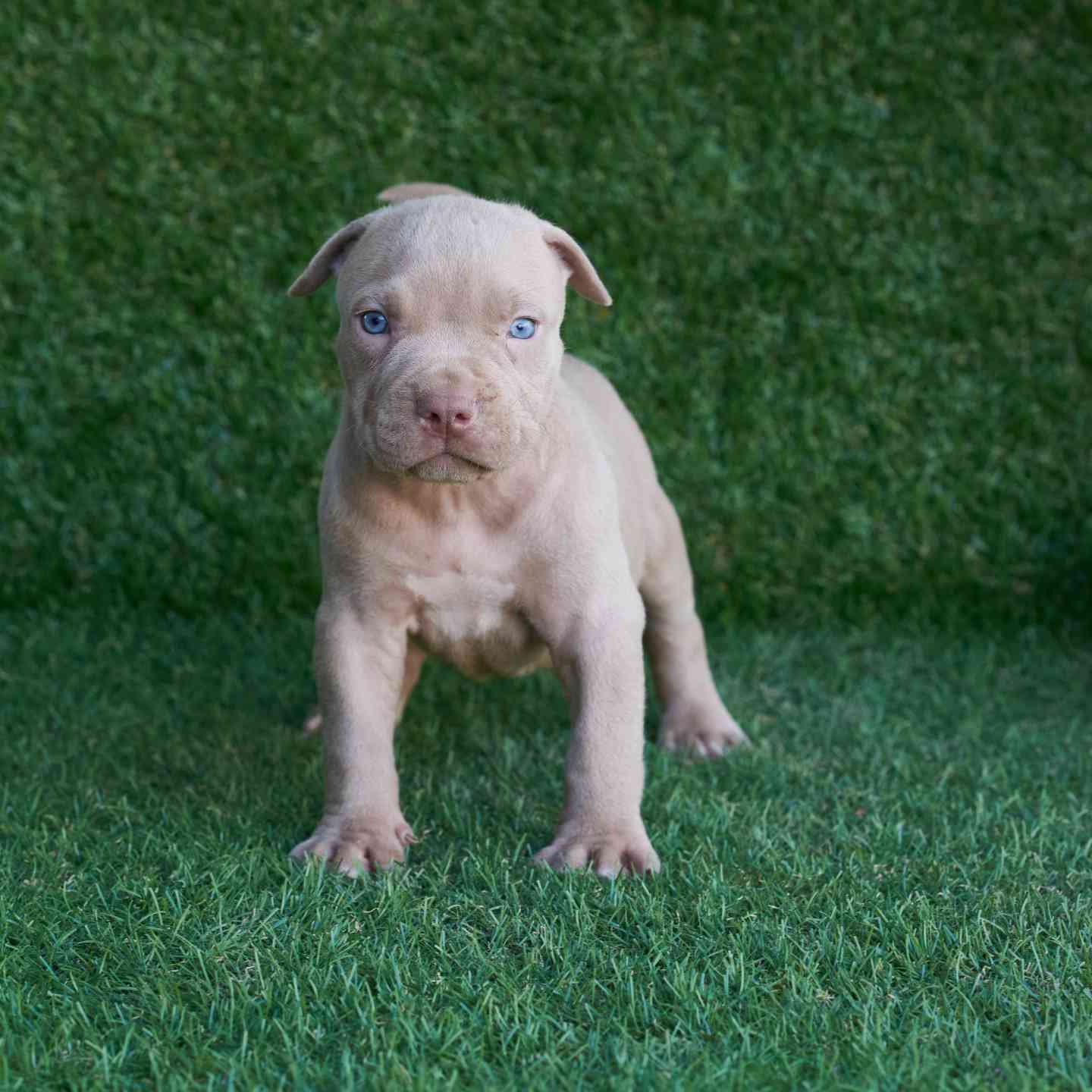 pitbull forest house