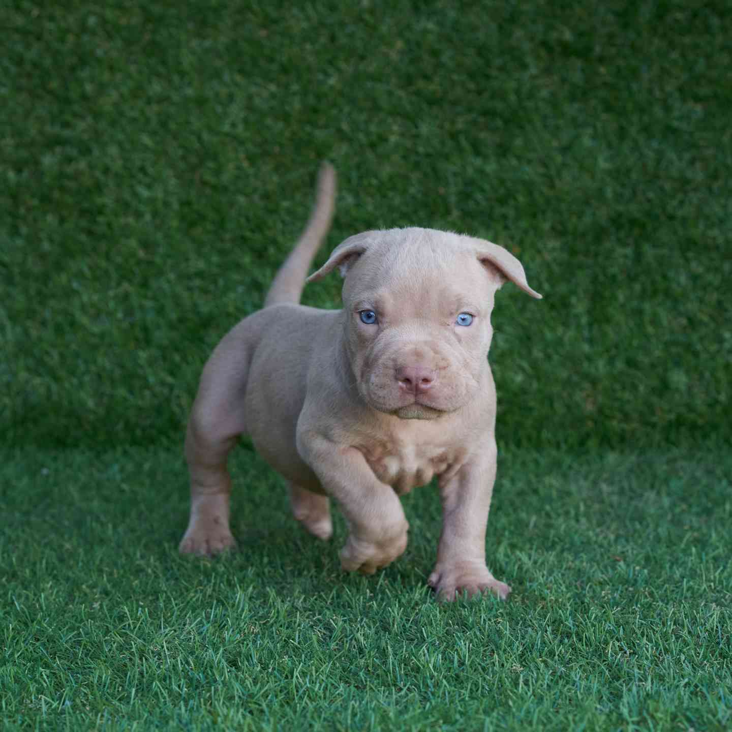 pitbull forest house