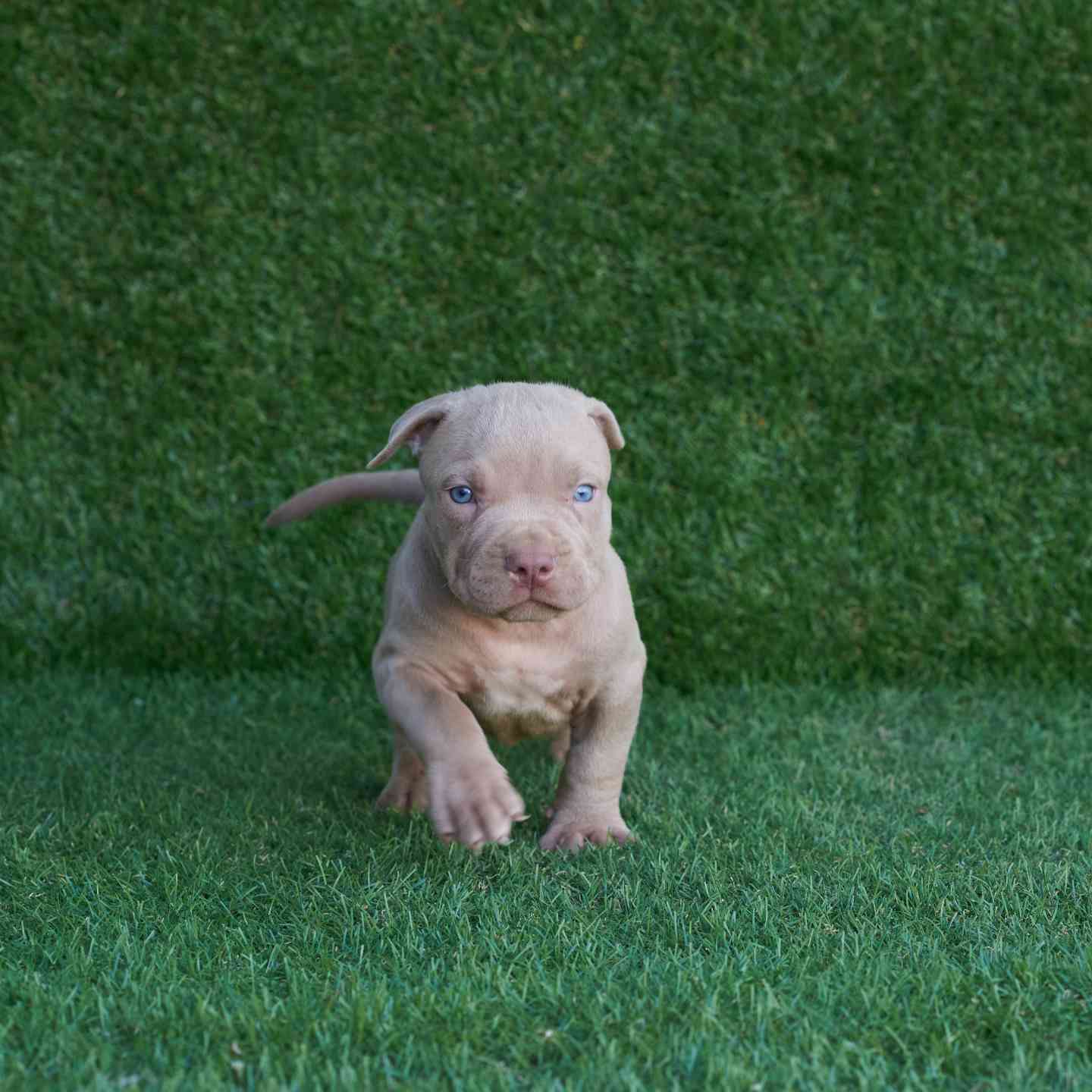 pitbull forest house