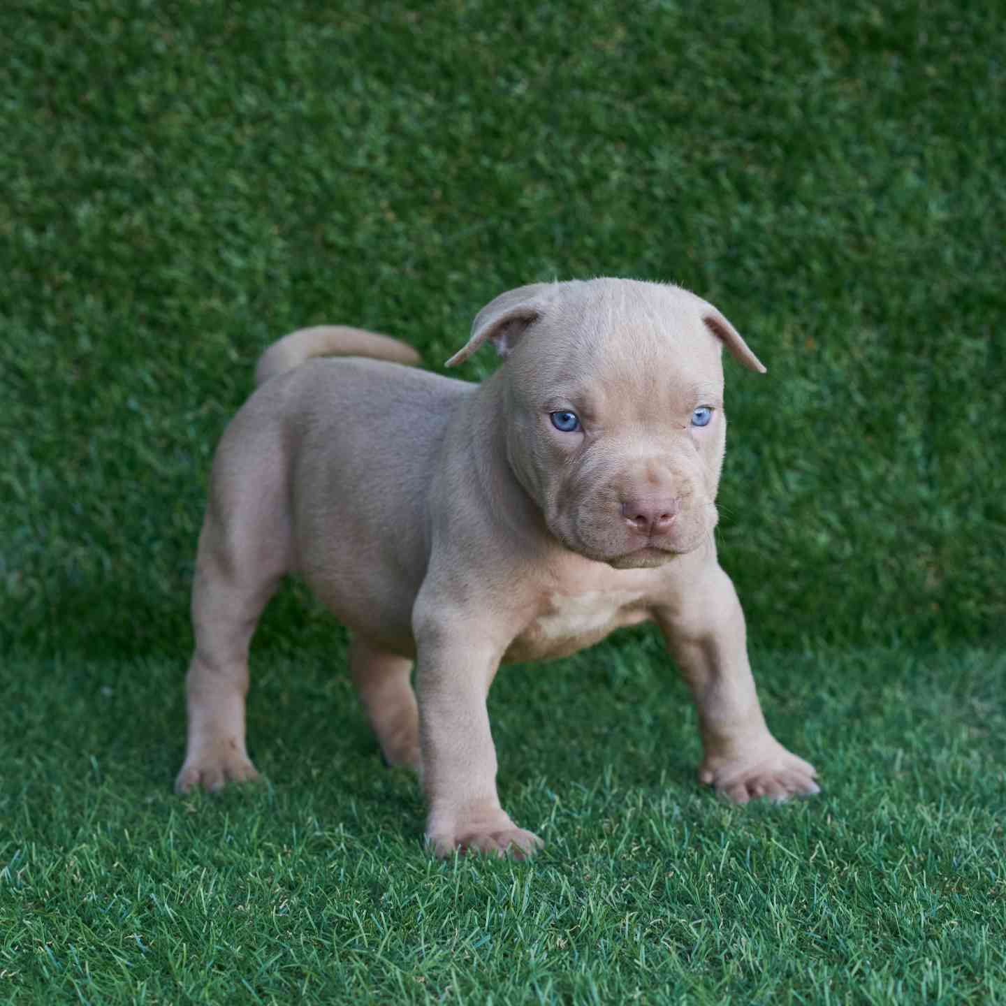 pitbull forest house