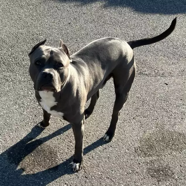 American Pitbull Terrier Red e Blue Nose for Sale in Italy