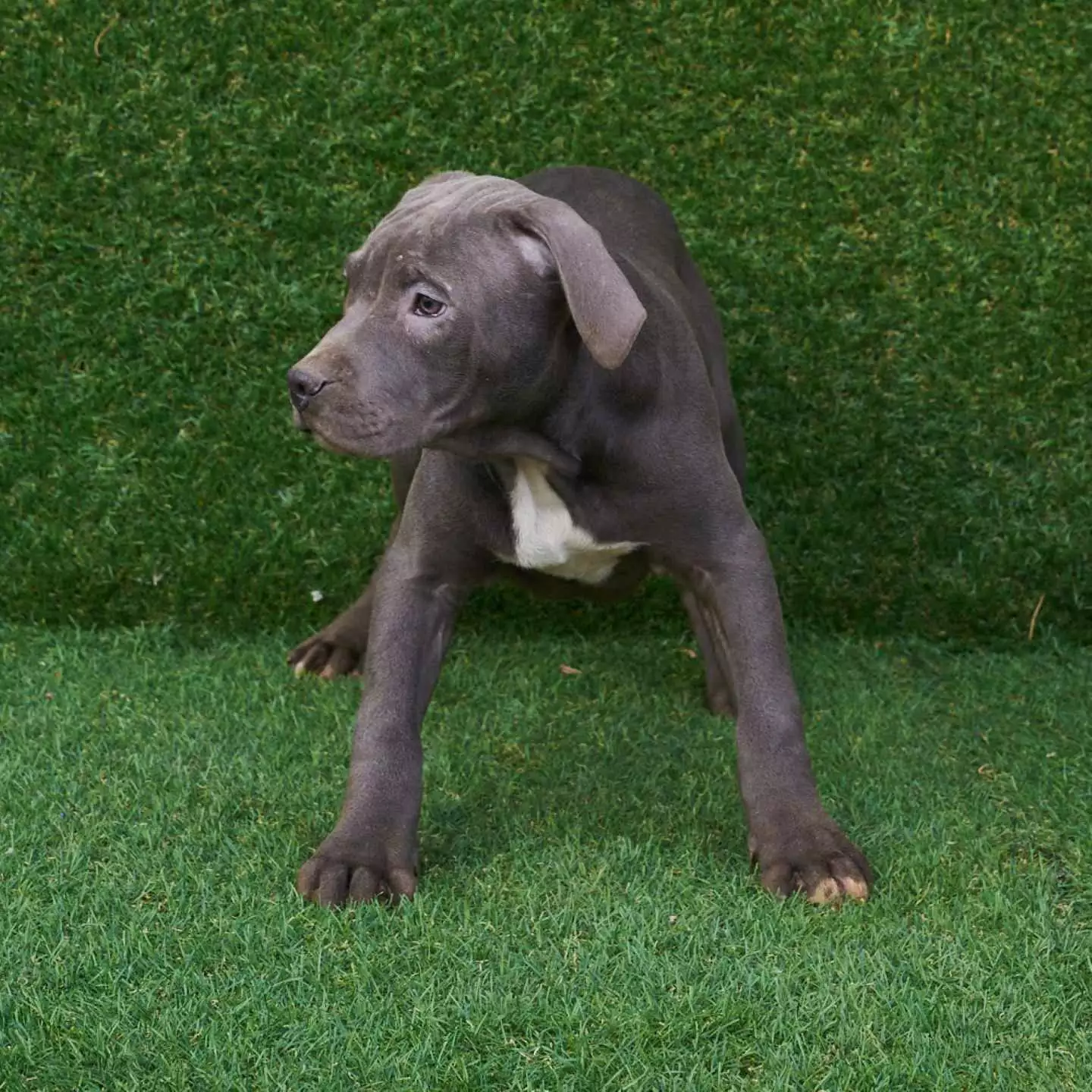 pitbull forest house