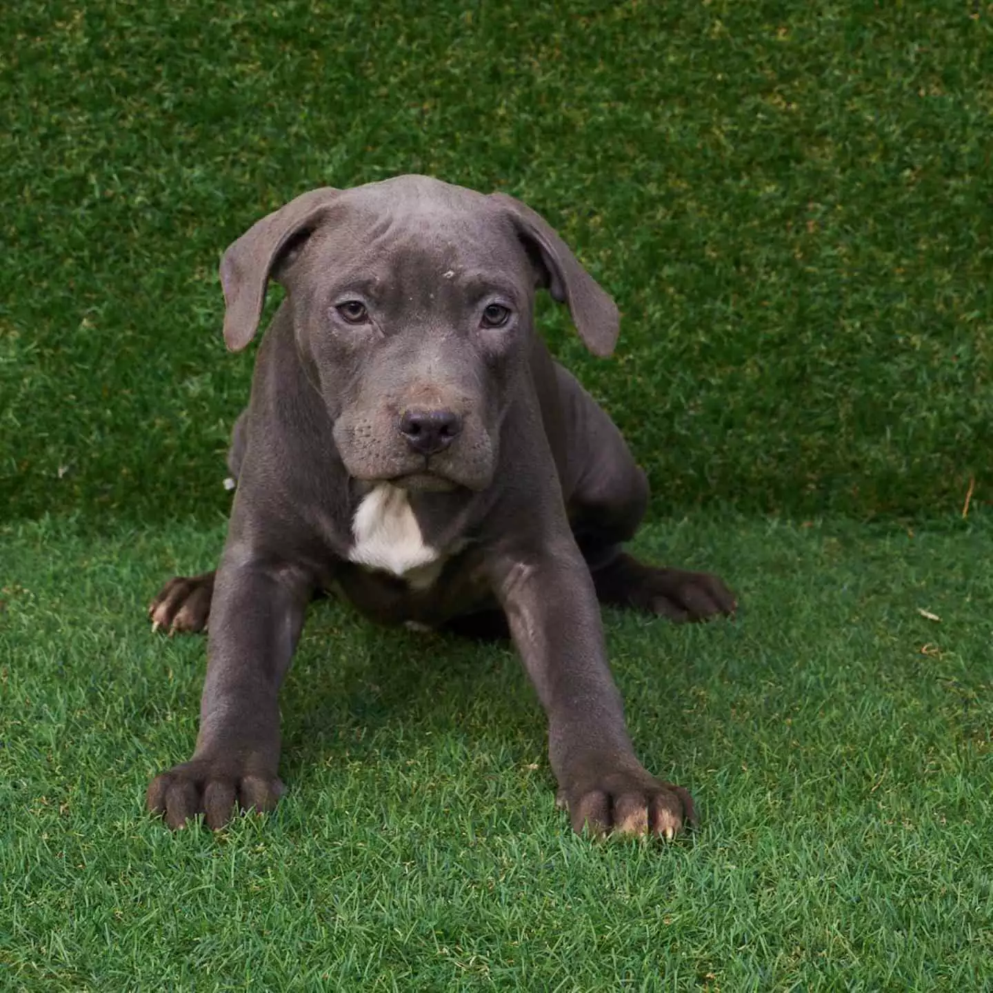 pitbull forest house