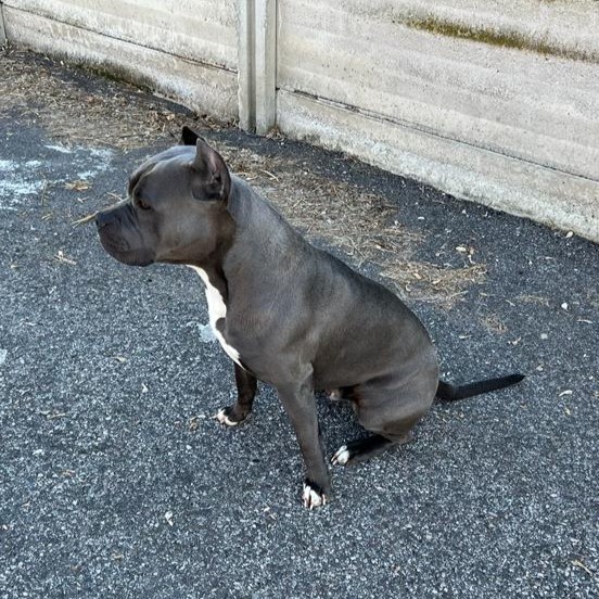 pitbull forest house