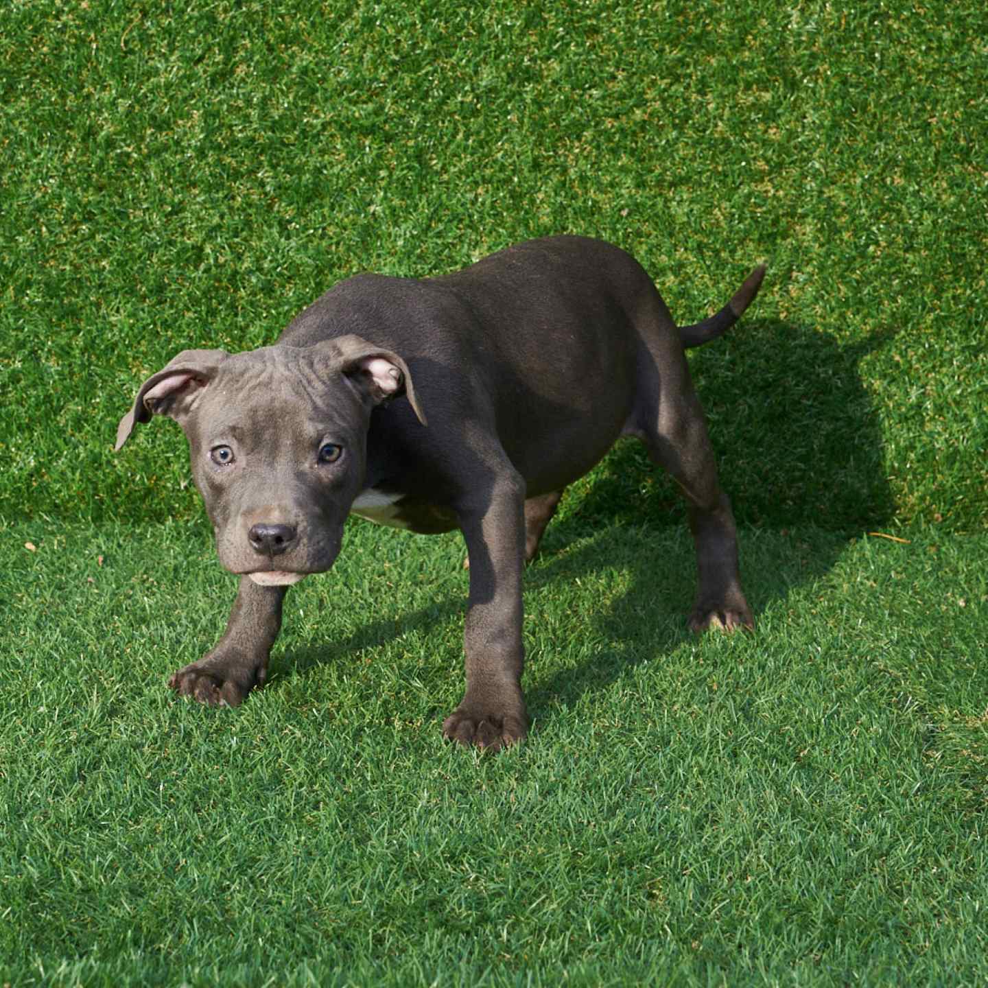 pitbull forest house