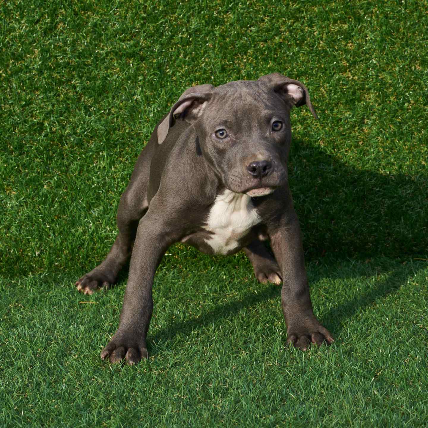 pitbull forest house