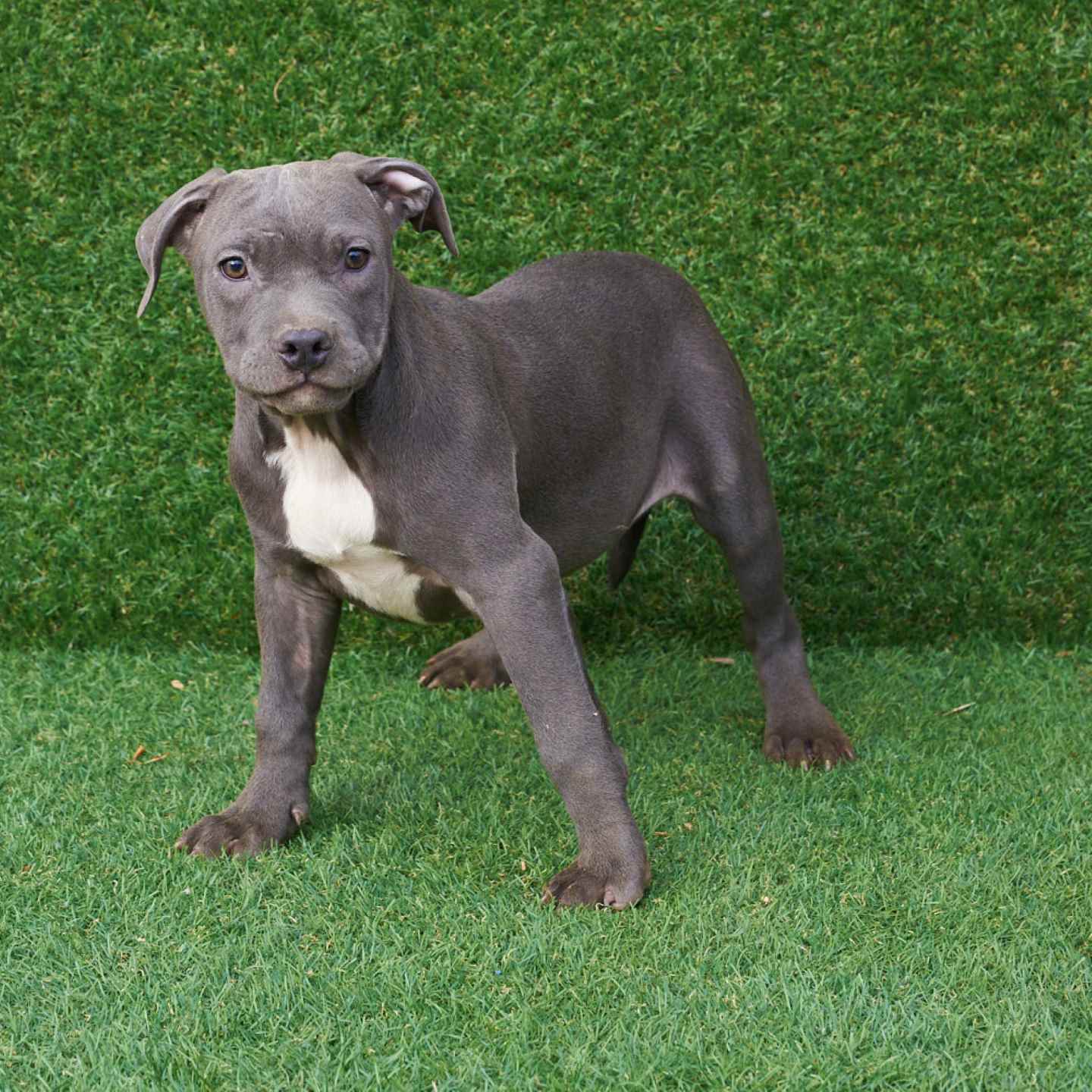 pitbull forest house