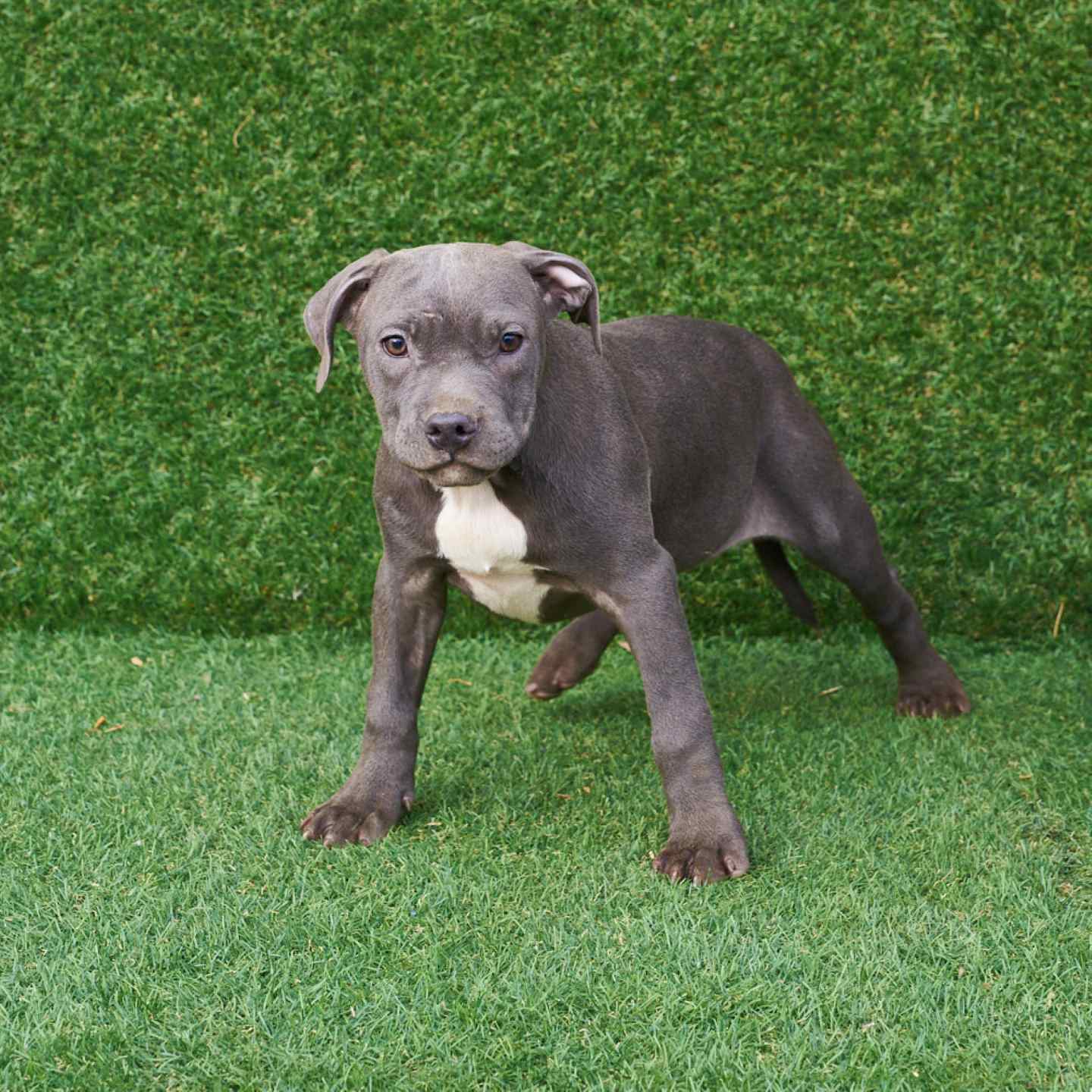 pitbull forest house