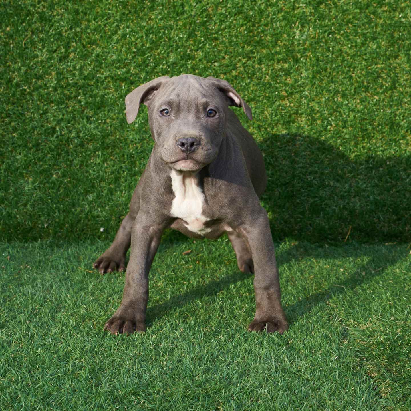 pitbull forest house