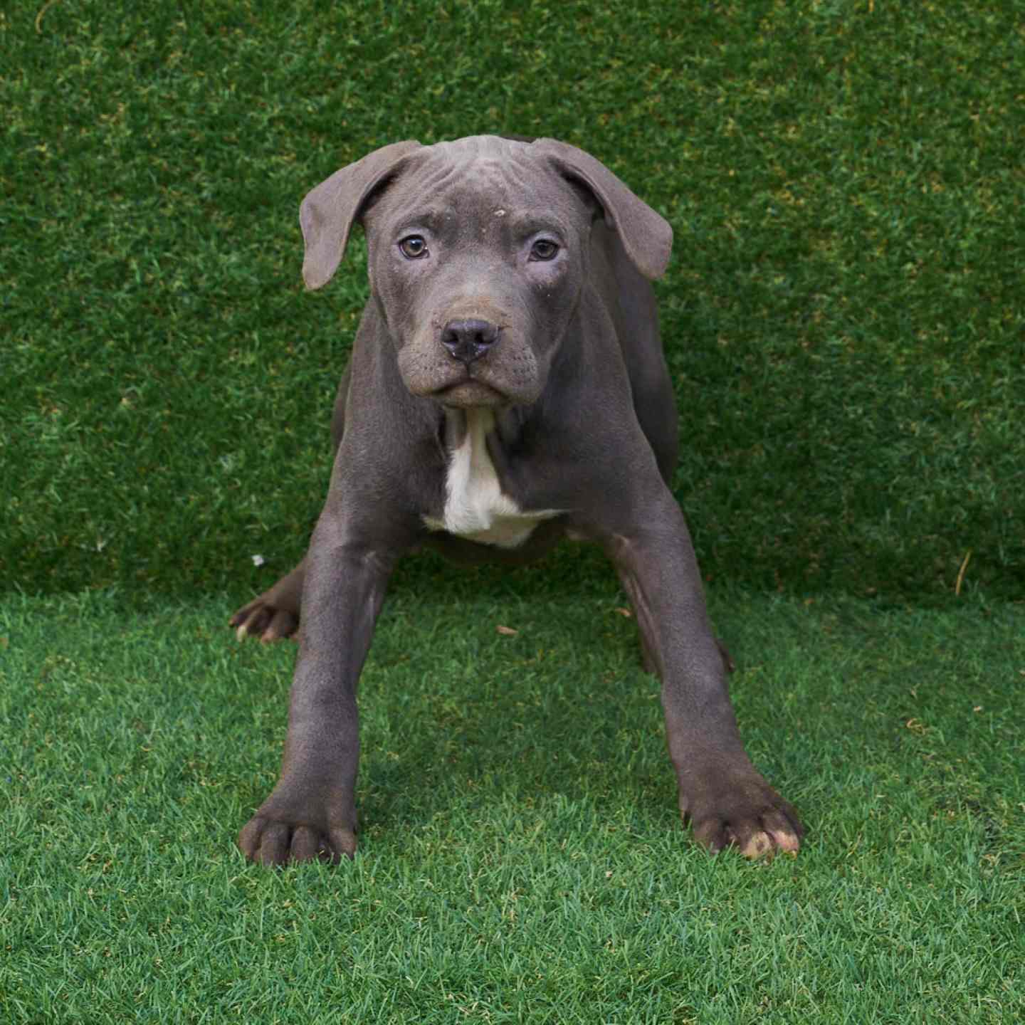 pitbull forest house