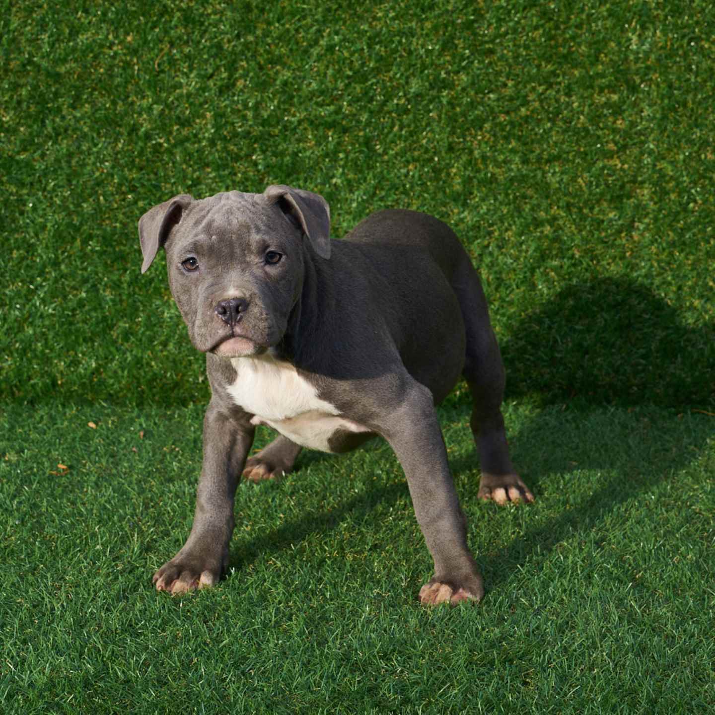 pitbull forest house