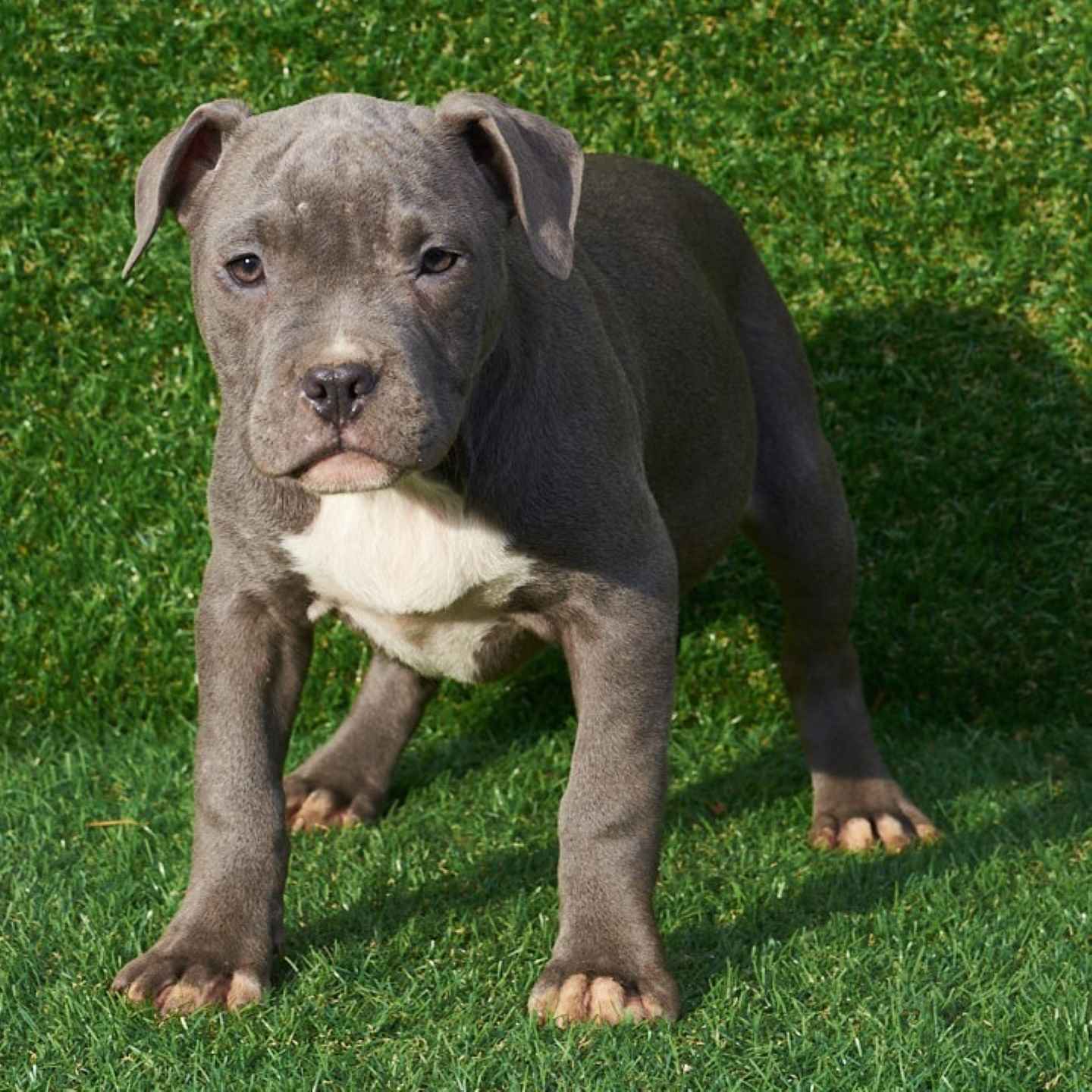 19+ Tri Color Pitbulls For Sale