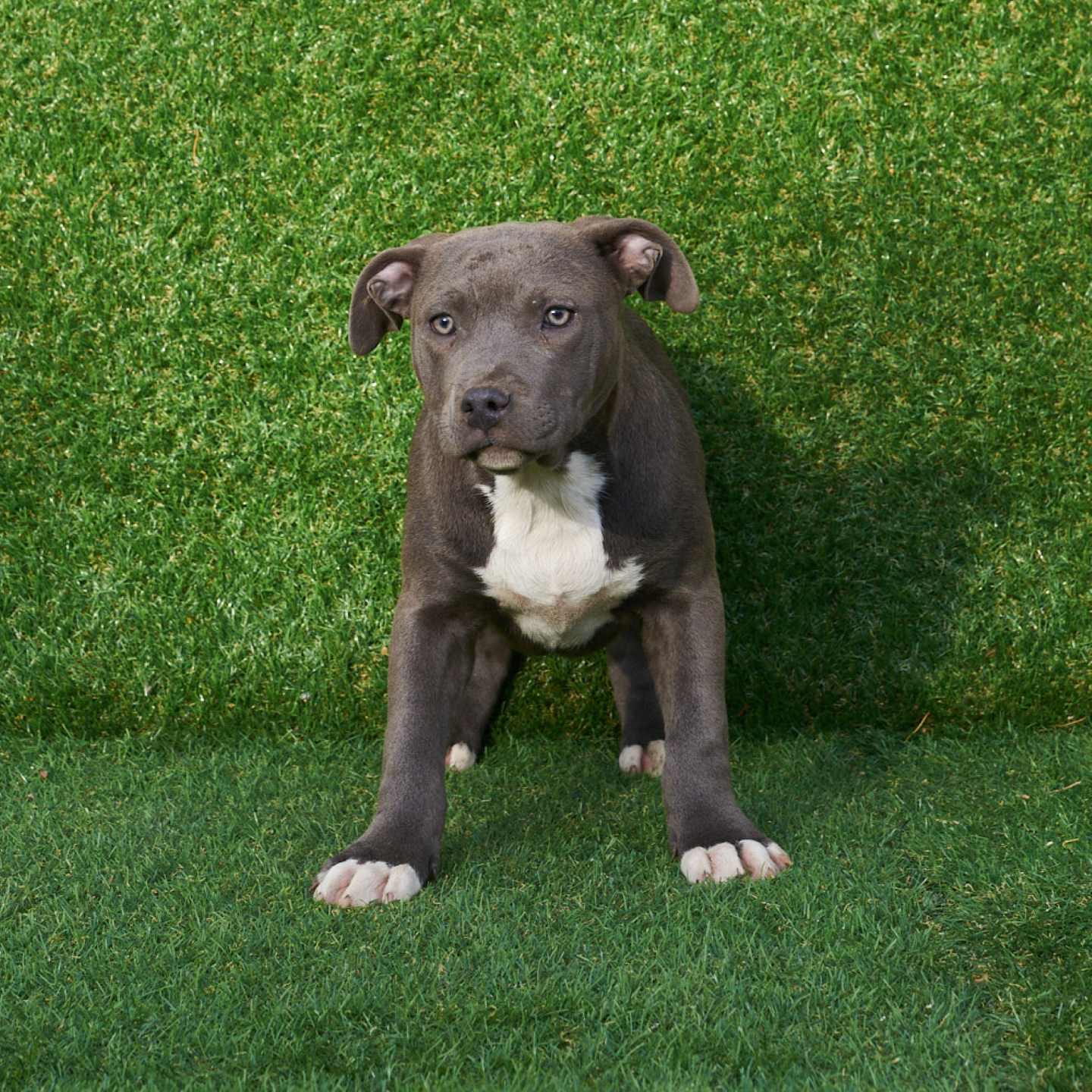 pitbull forest house