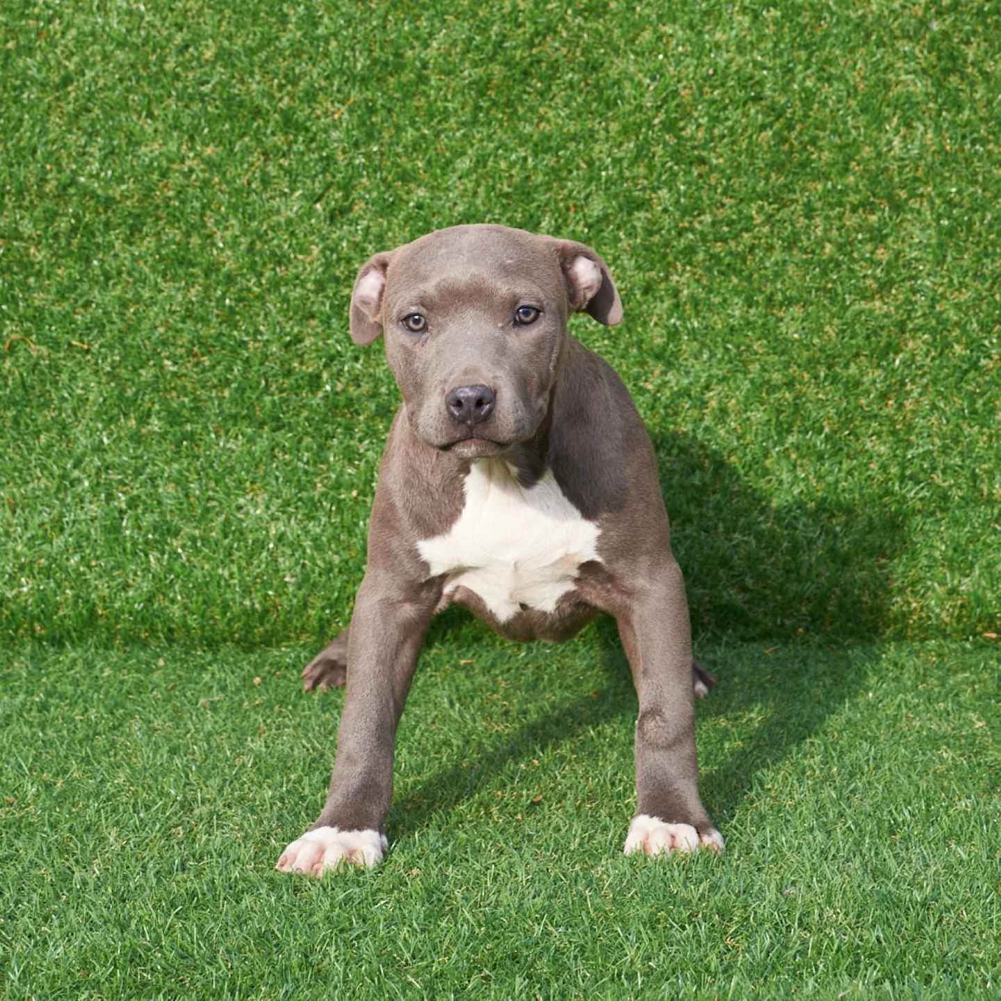 pitbull forest house