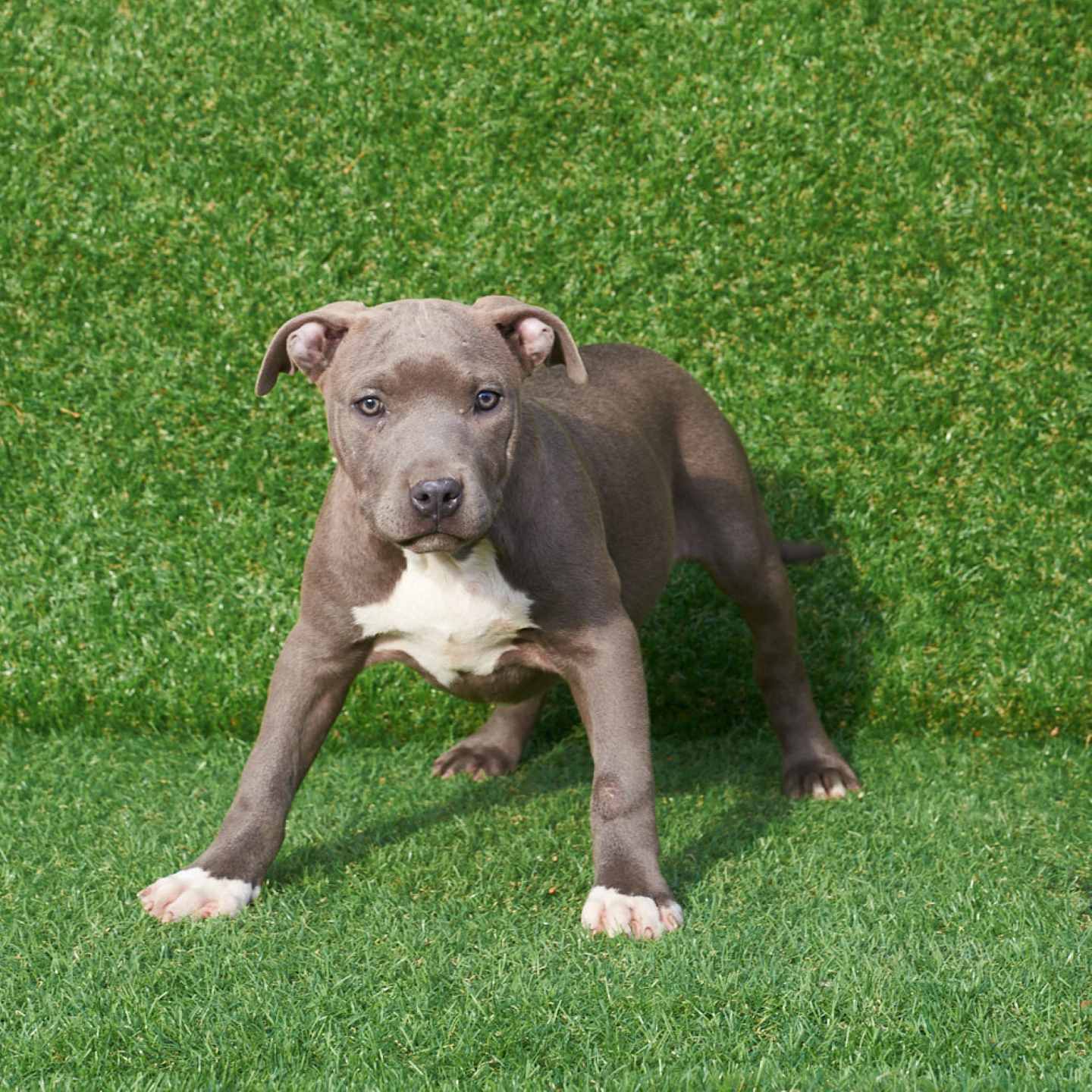 pitbull forest house
