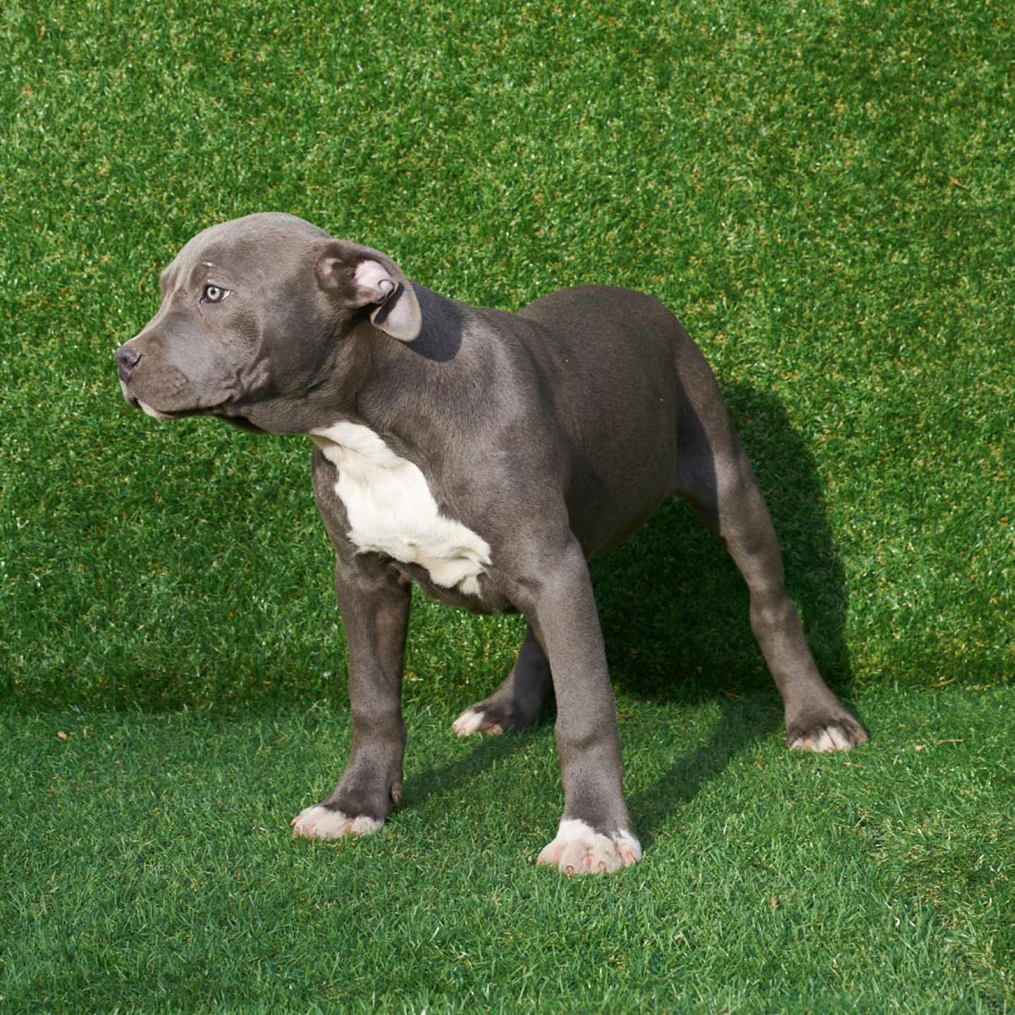 pitbull forest house