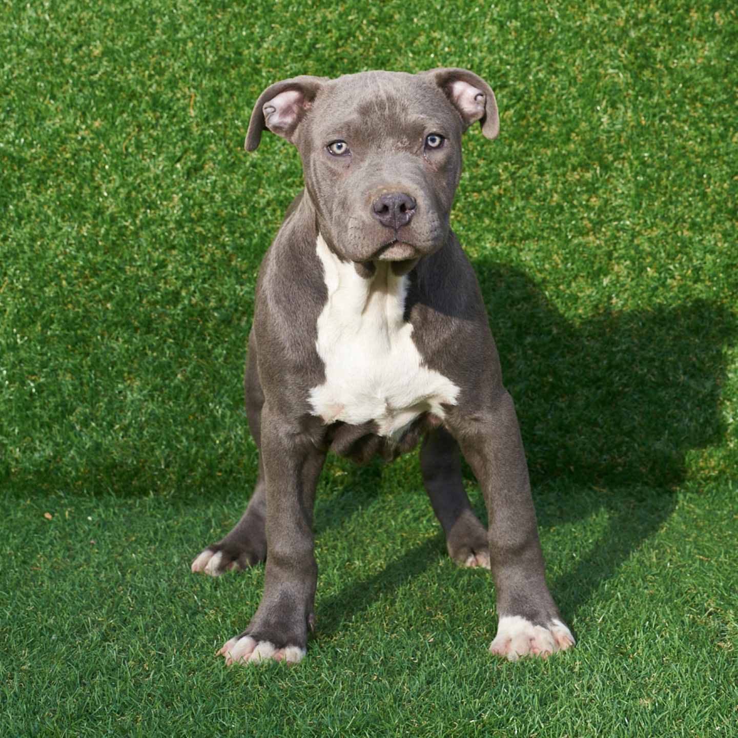 pitbull forest house