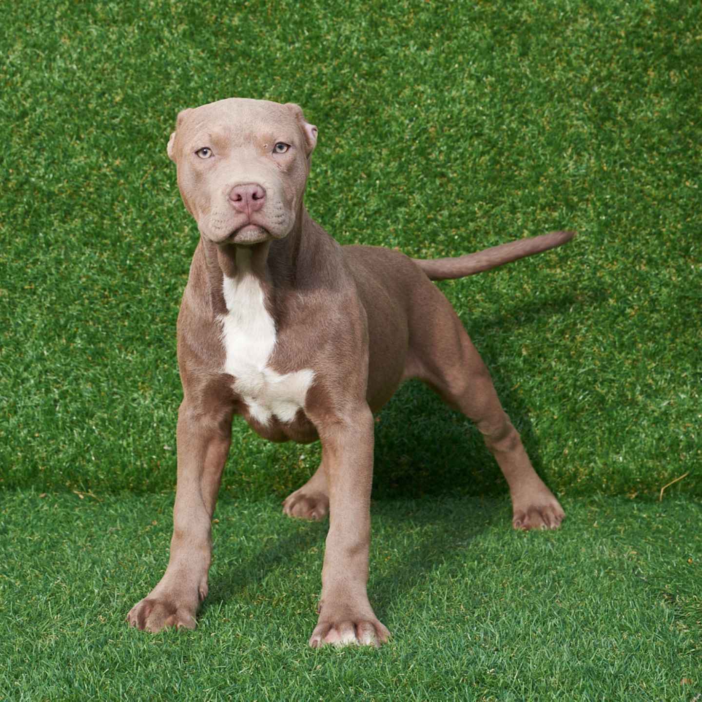 pitbull forest house