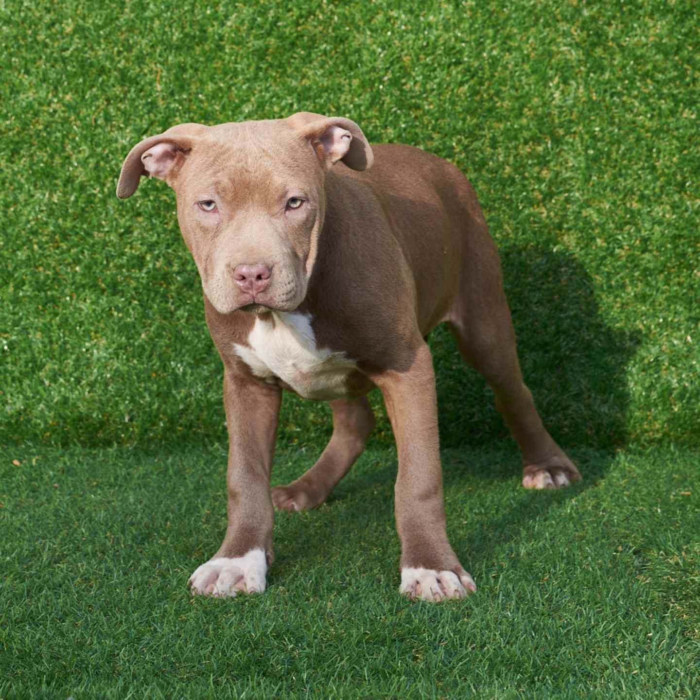 pitbull forest house