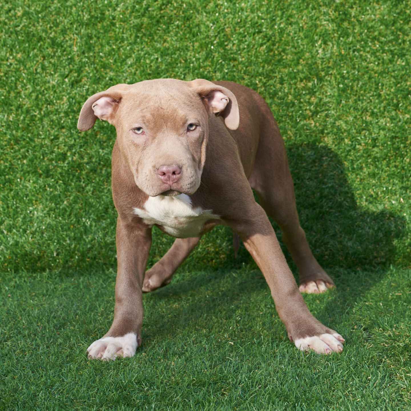 pitbull forest house