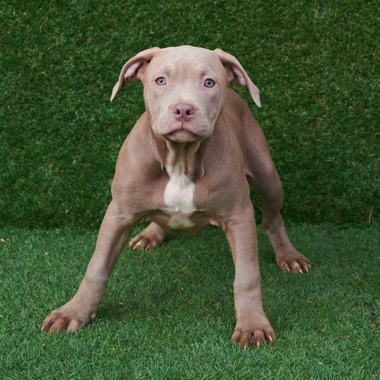 pitbull forest house