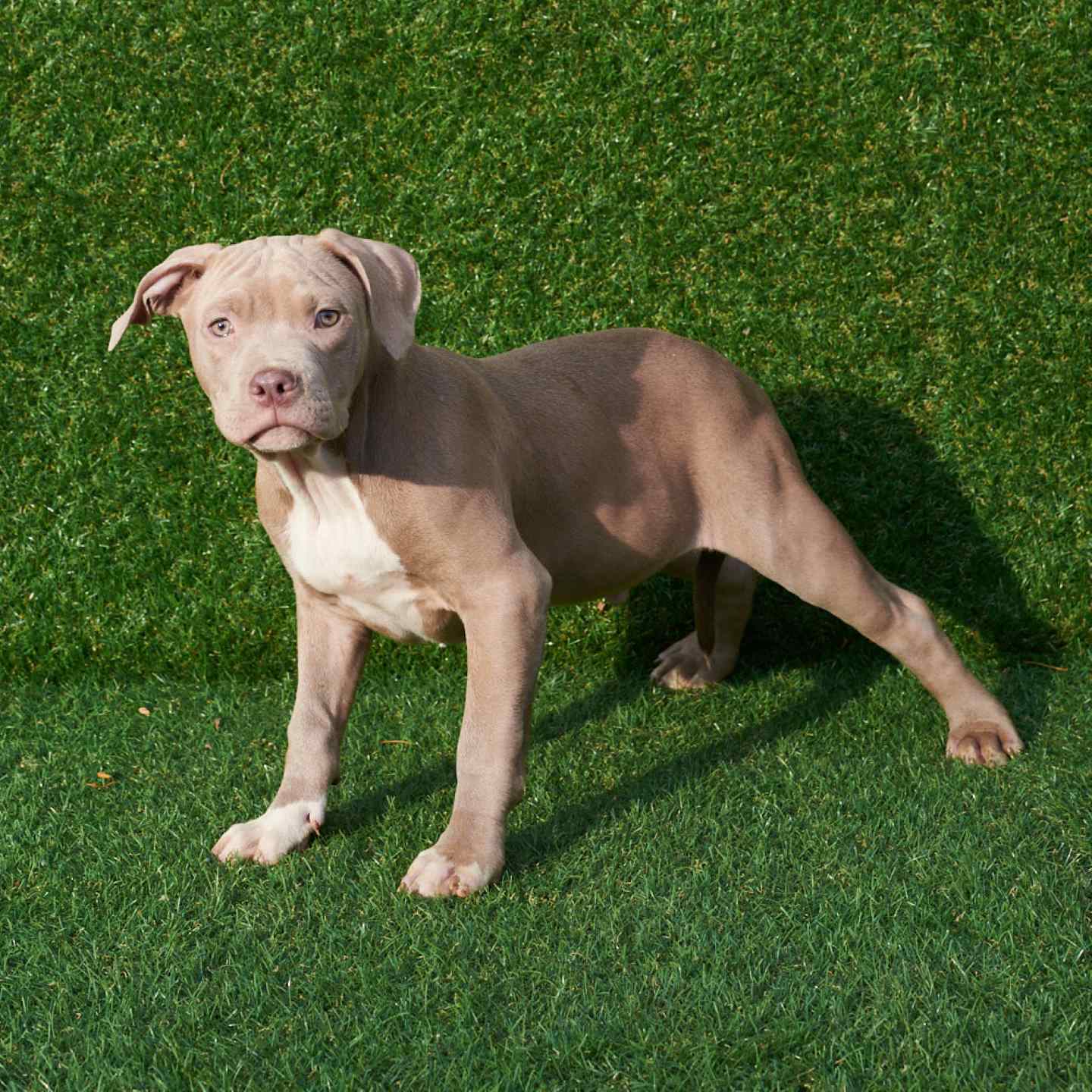 pitbull forest house