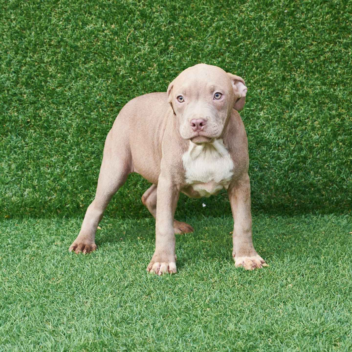 pitbull forest house